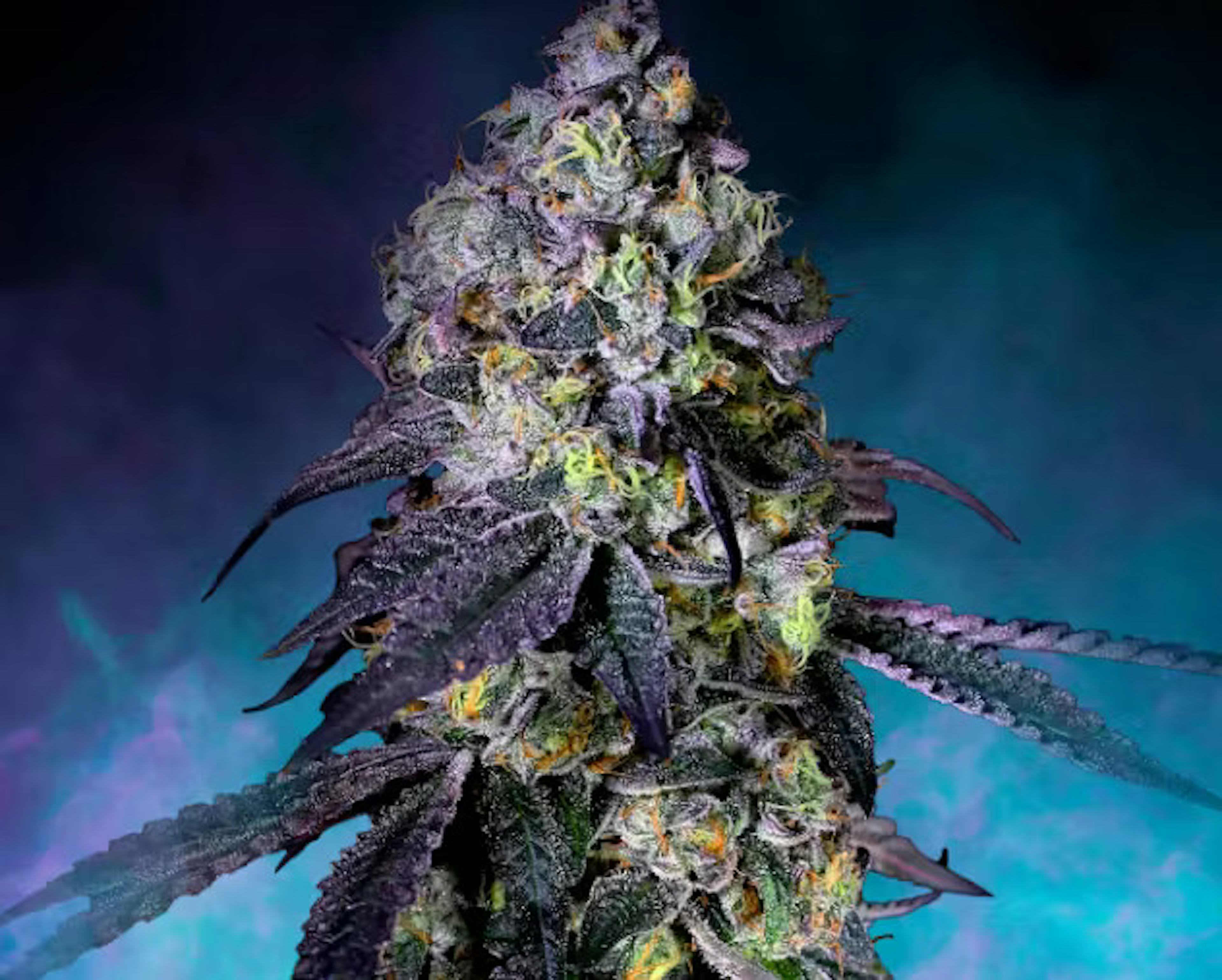 Image of ANIMAL FACE | 7G | POPCORN