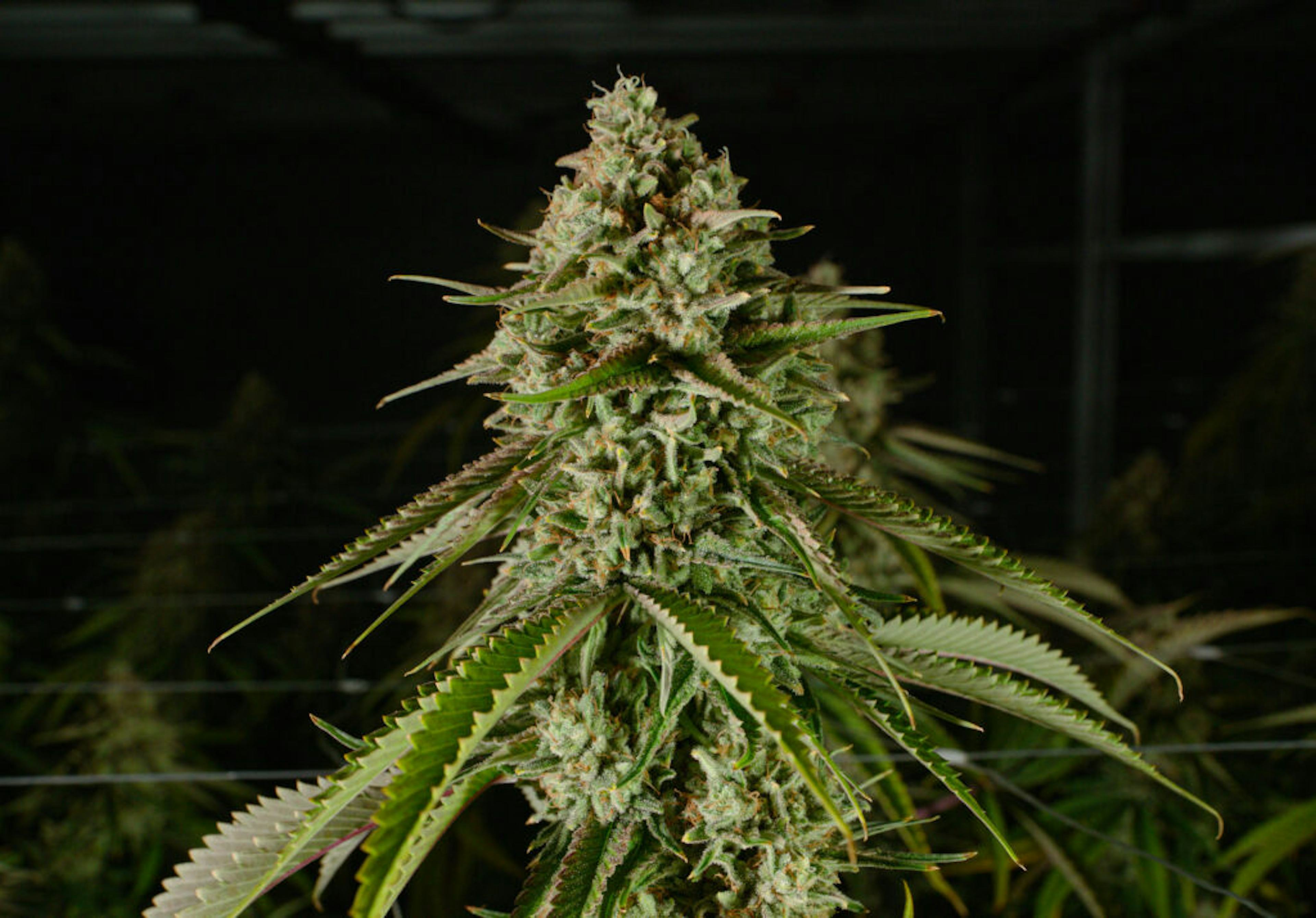 Image of DURBAN Z | 7G
