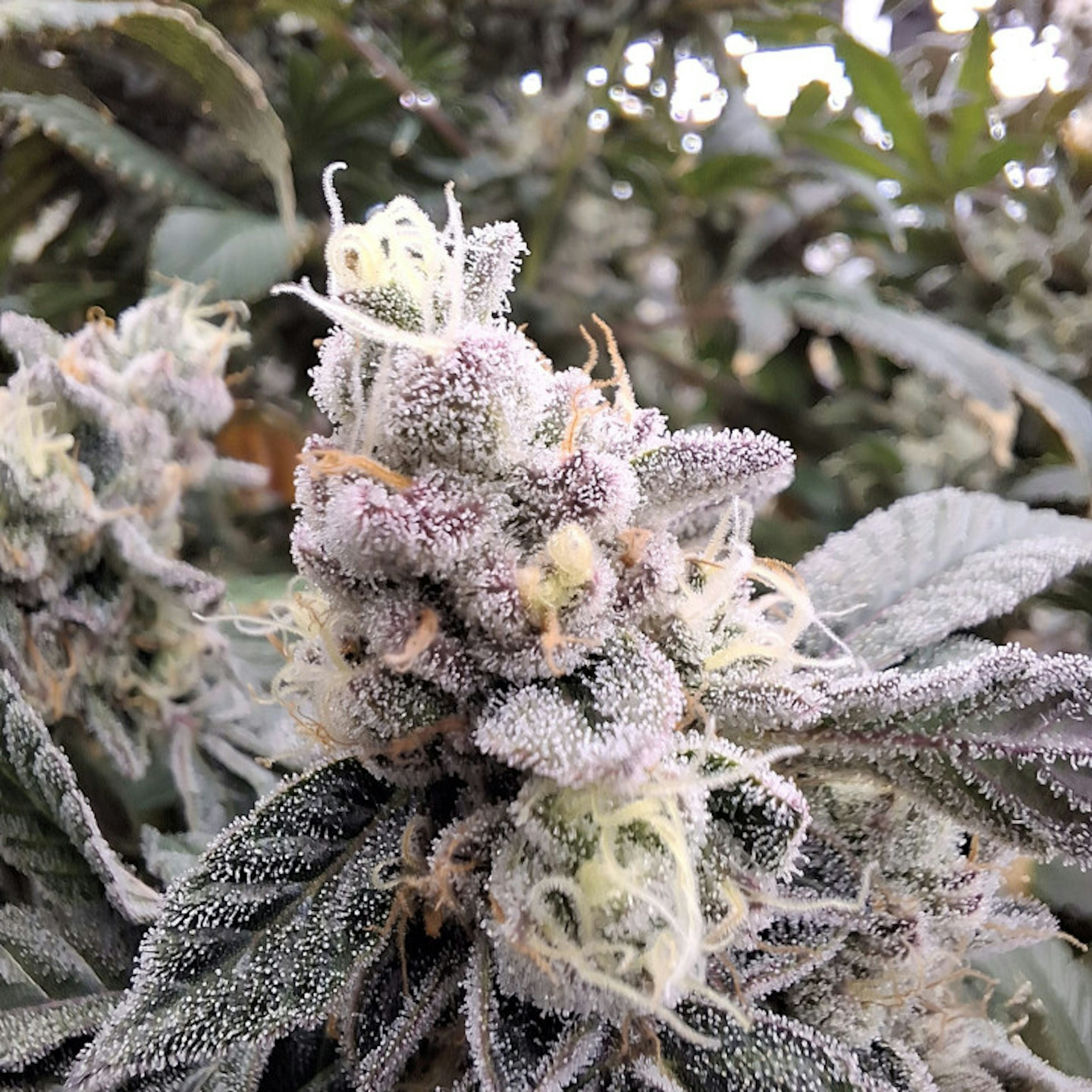 Image of BICKETT | 3.5G