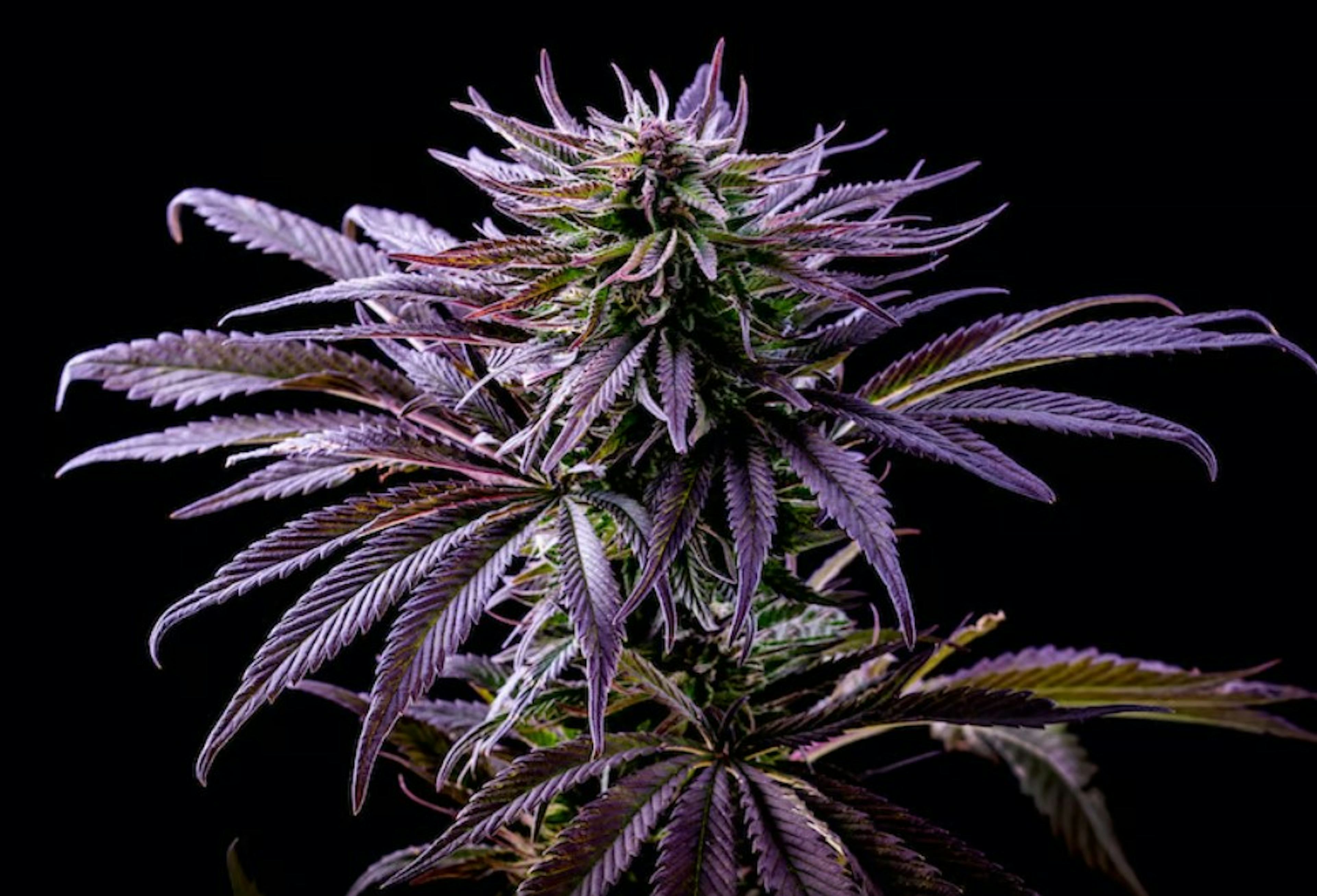 Image of COUCH CRASHER | 3.5G