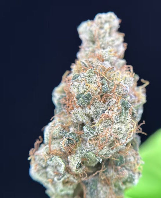 ZODA | 7G