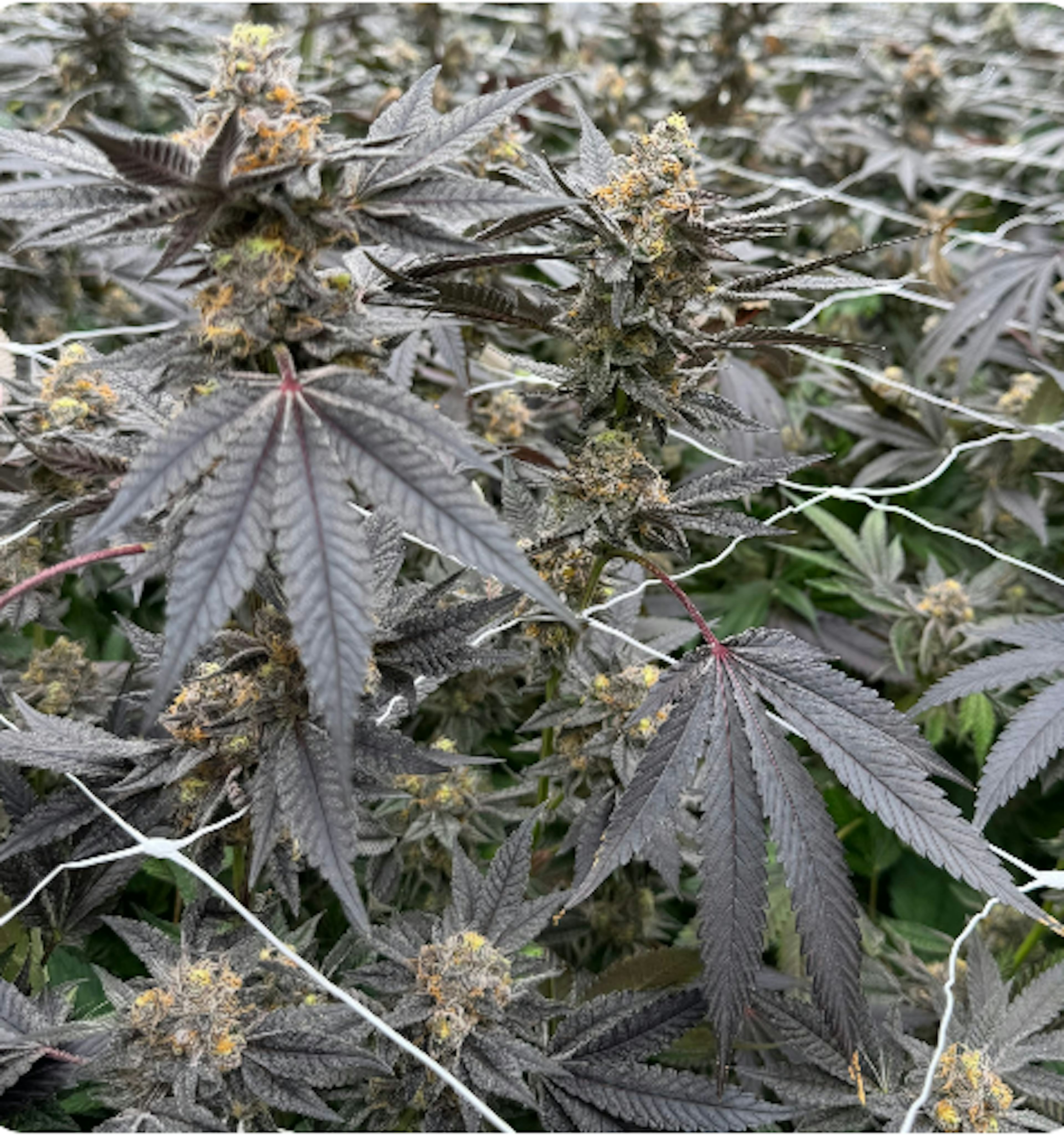 Image of CEREAL MILK | 7G