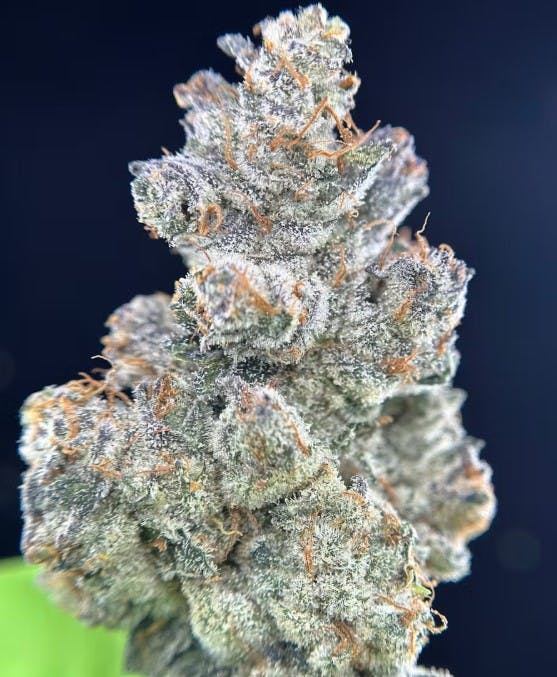 GRAPE APE | 7G