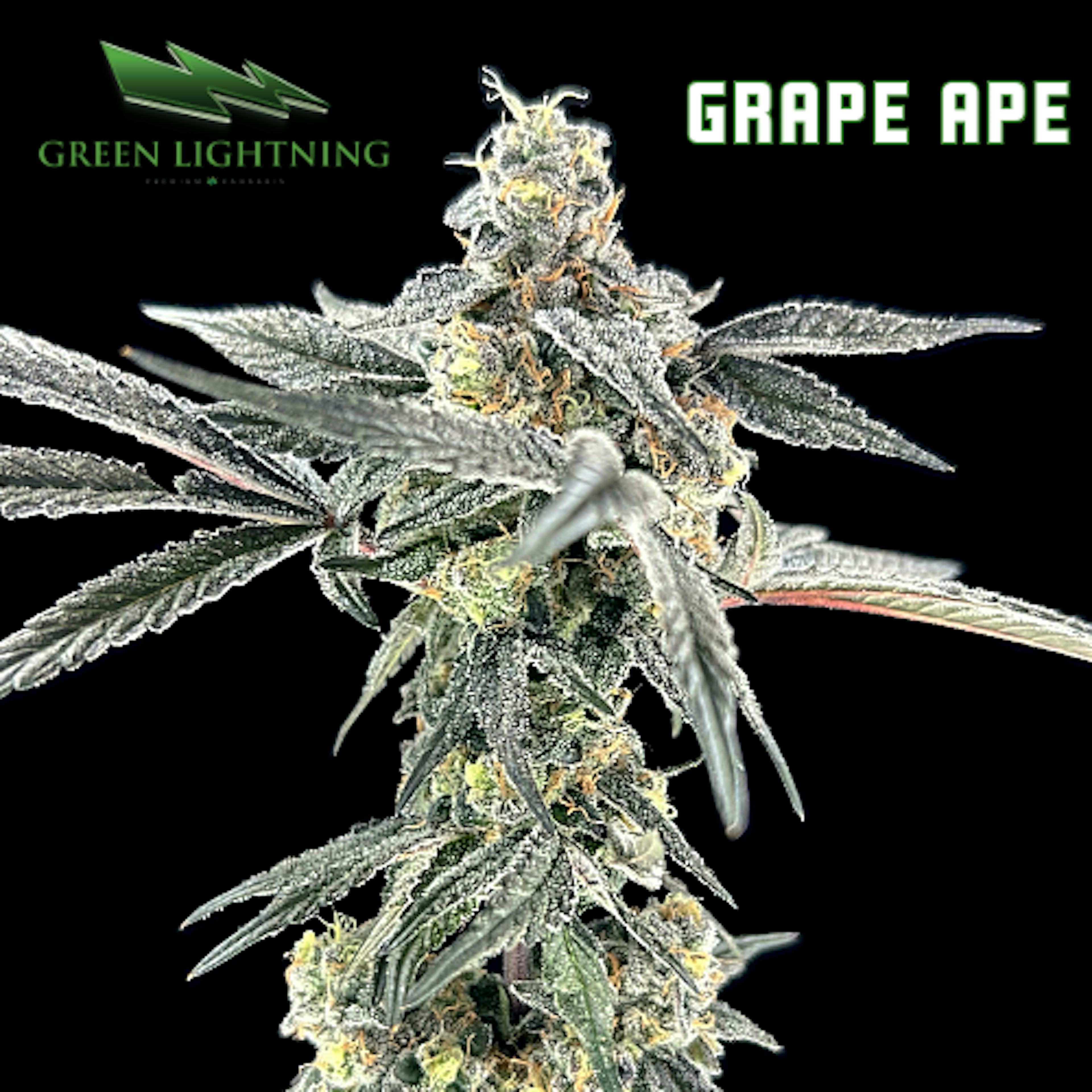 Image of GRAPE APE | 7G