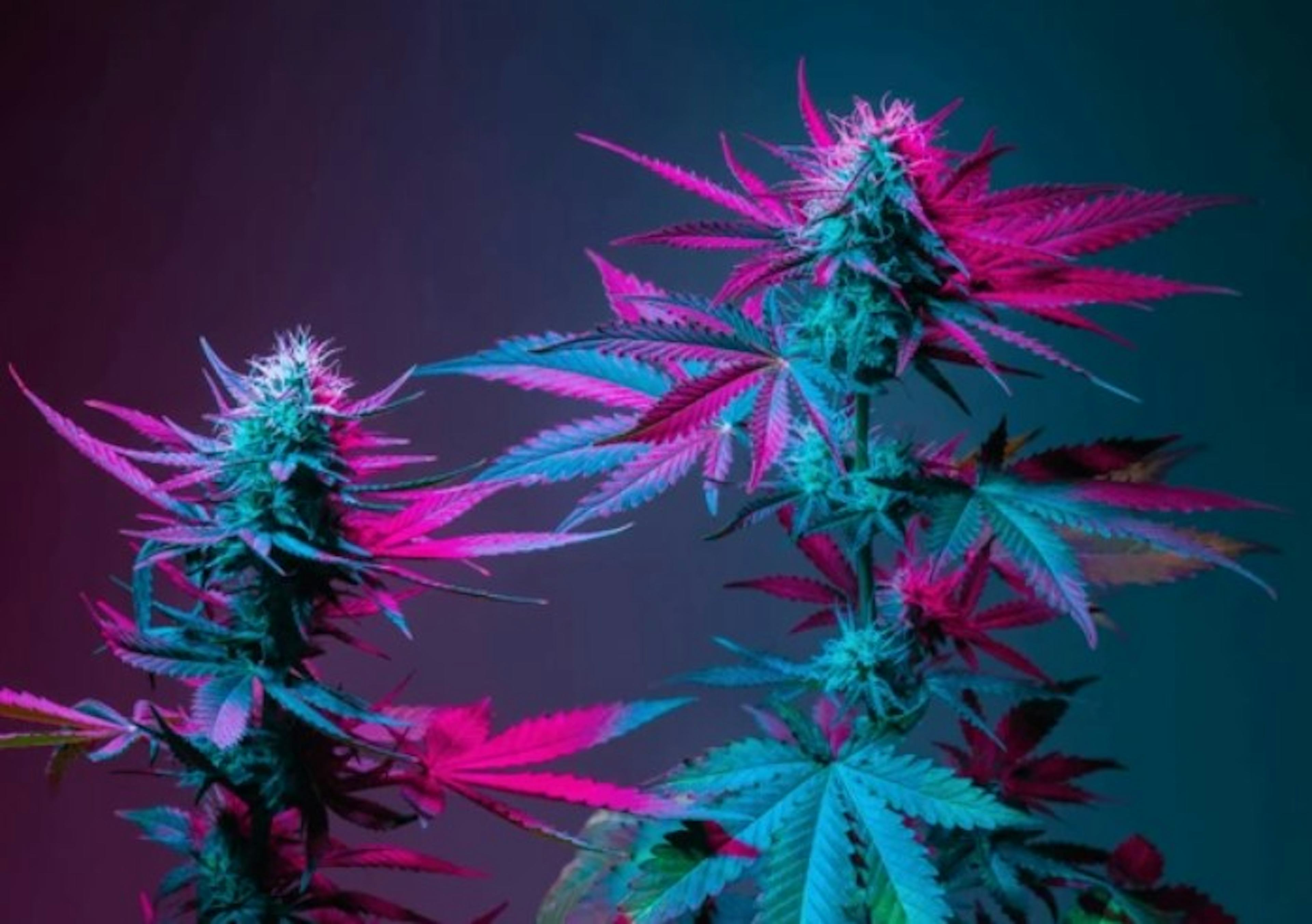 Image of DONUT TRIP | 3.5G