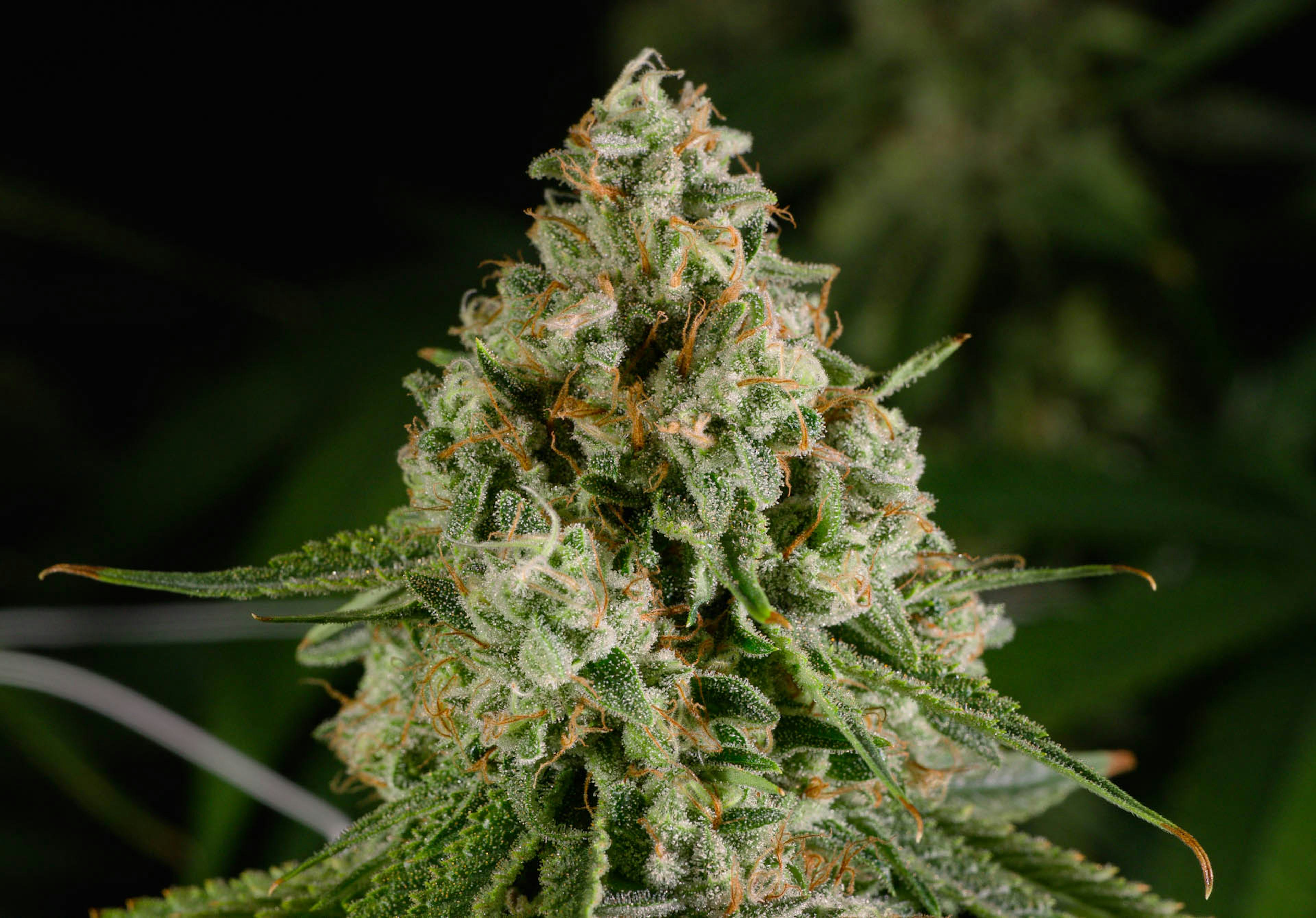 Image of BANANACONDA | 3.5G