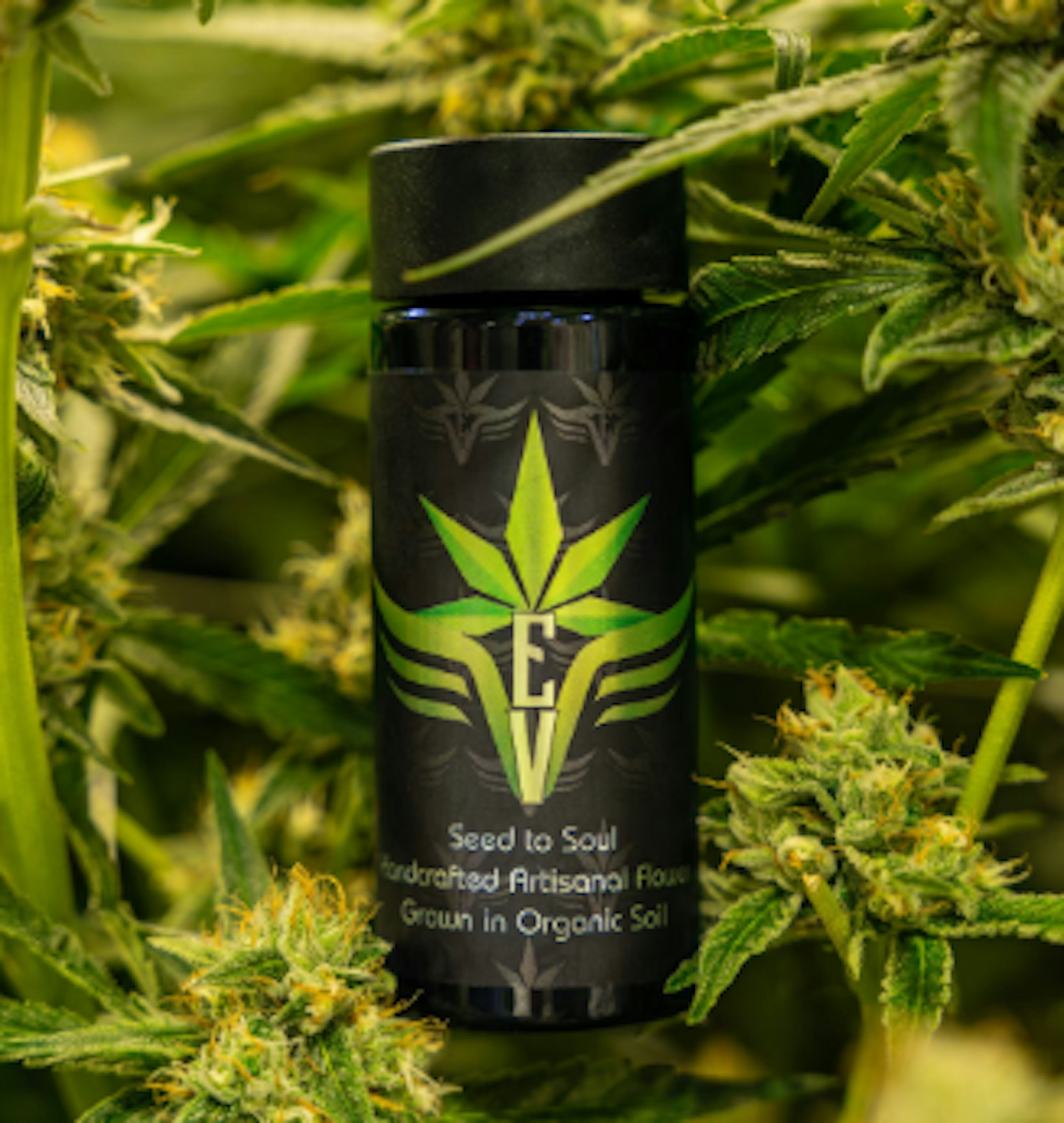 Image of ORANGE COOKIE CHEM | 5 PACK