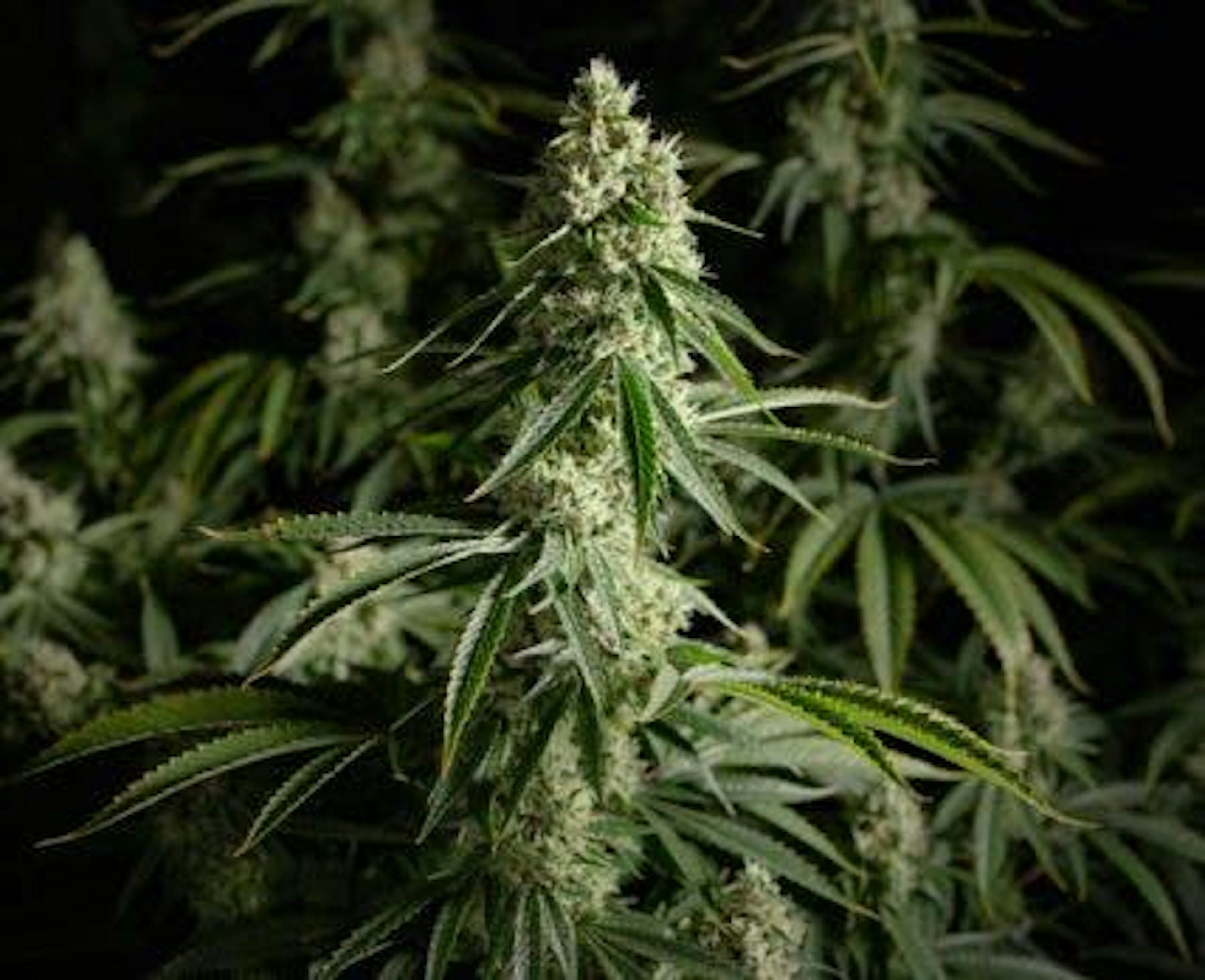 Image of XENO | 3.5G