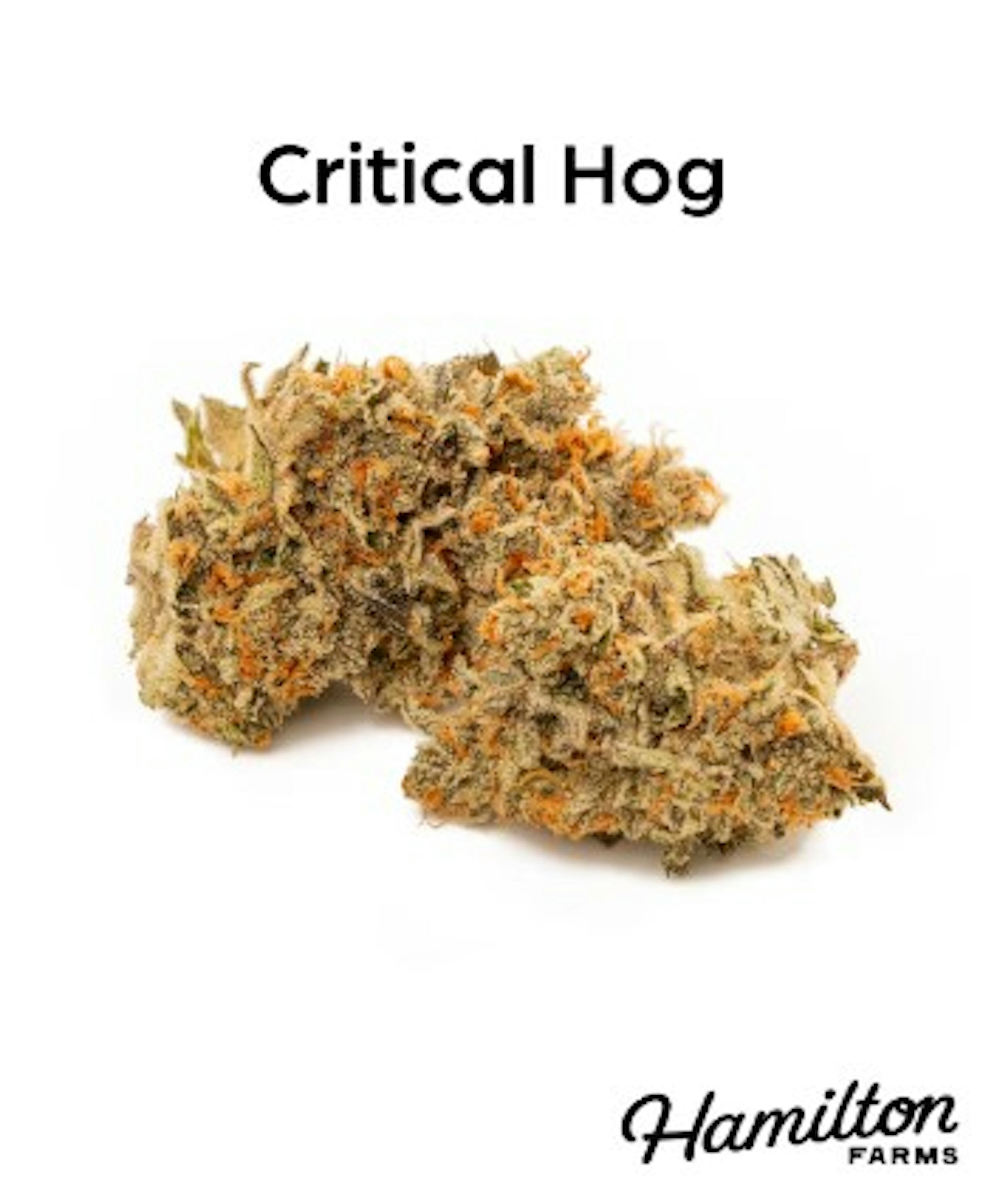 Image of CRITICAL HOG | 3.5G