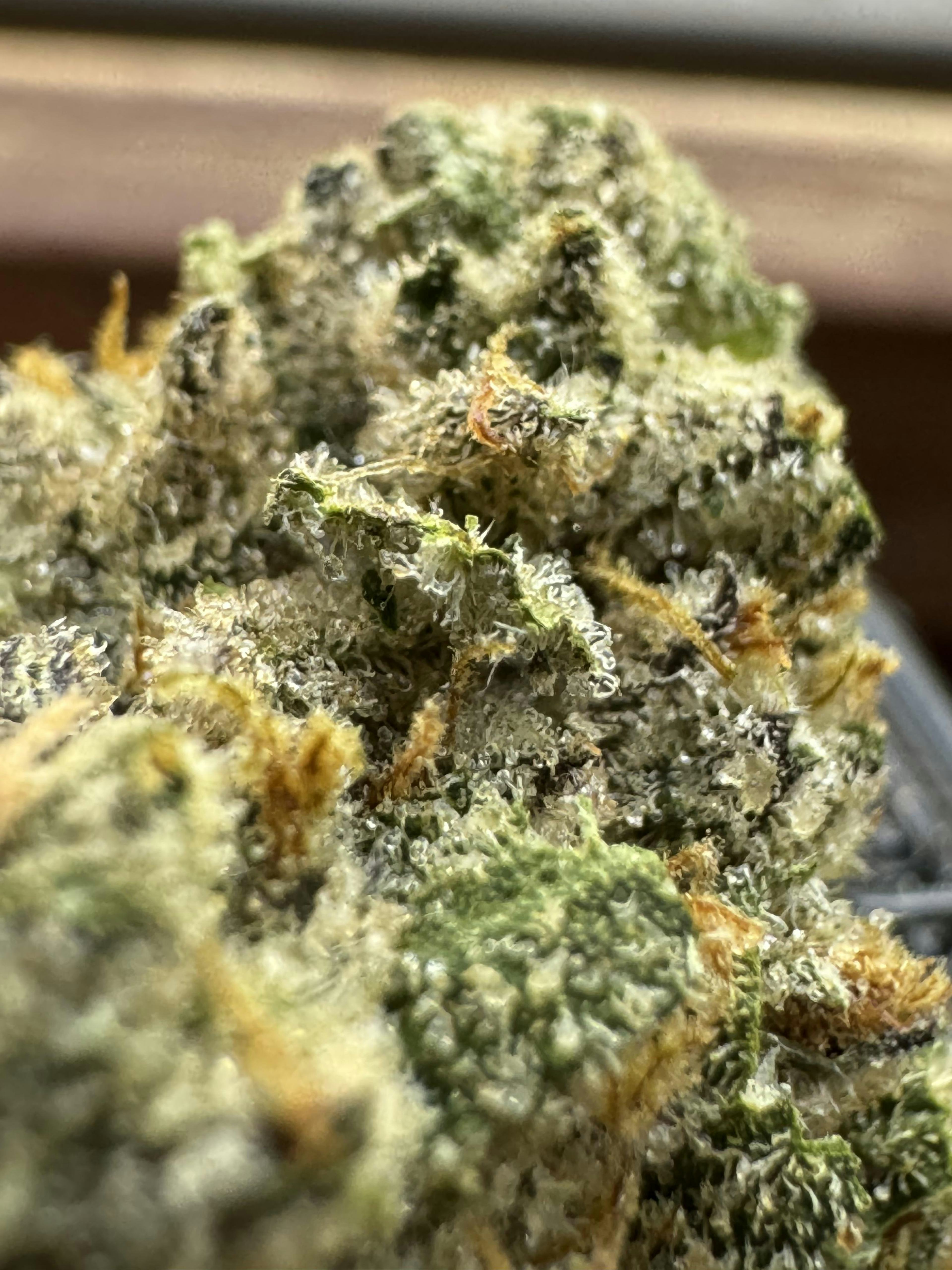 Image of DIRTY TAXI | LITTLES | 7G