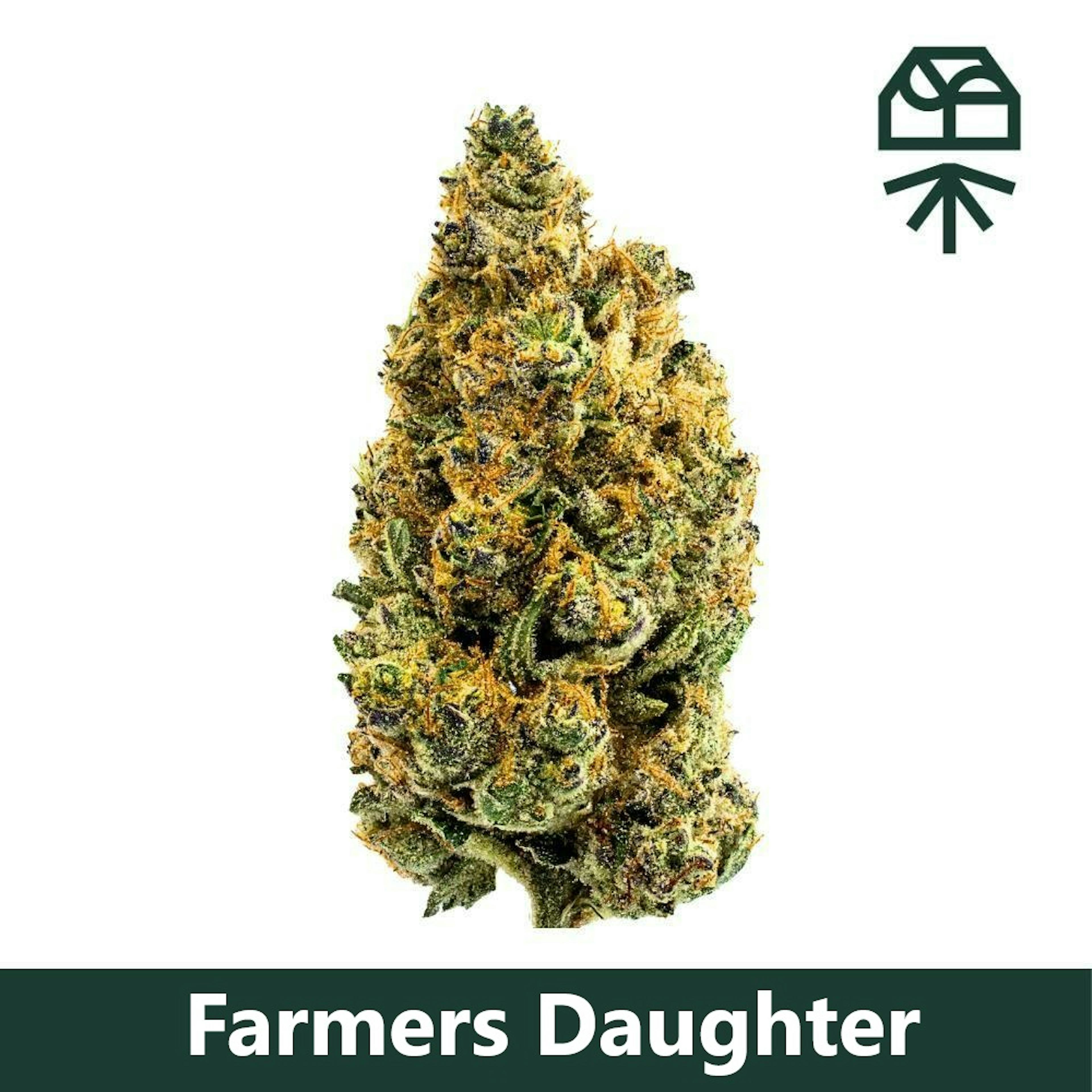 Image of FARMER'S DAUGHTER STRAIN | 3.5G | WHOLE FLOWER