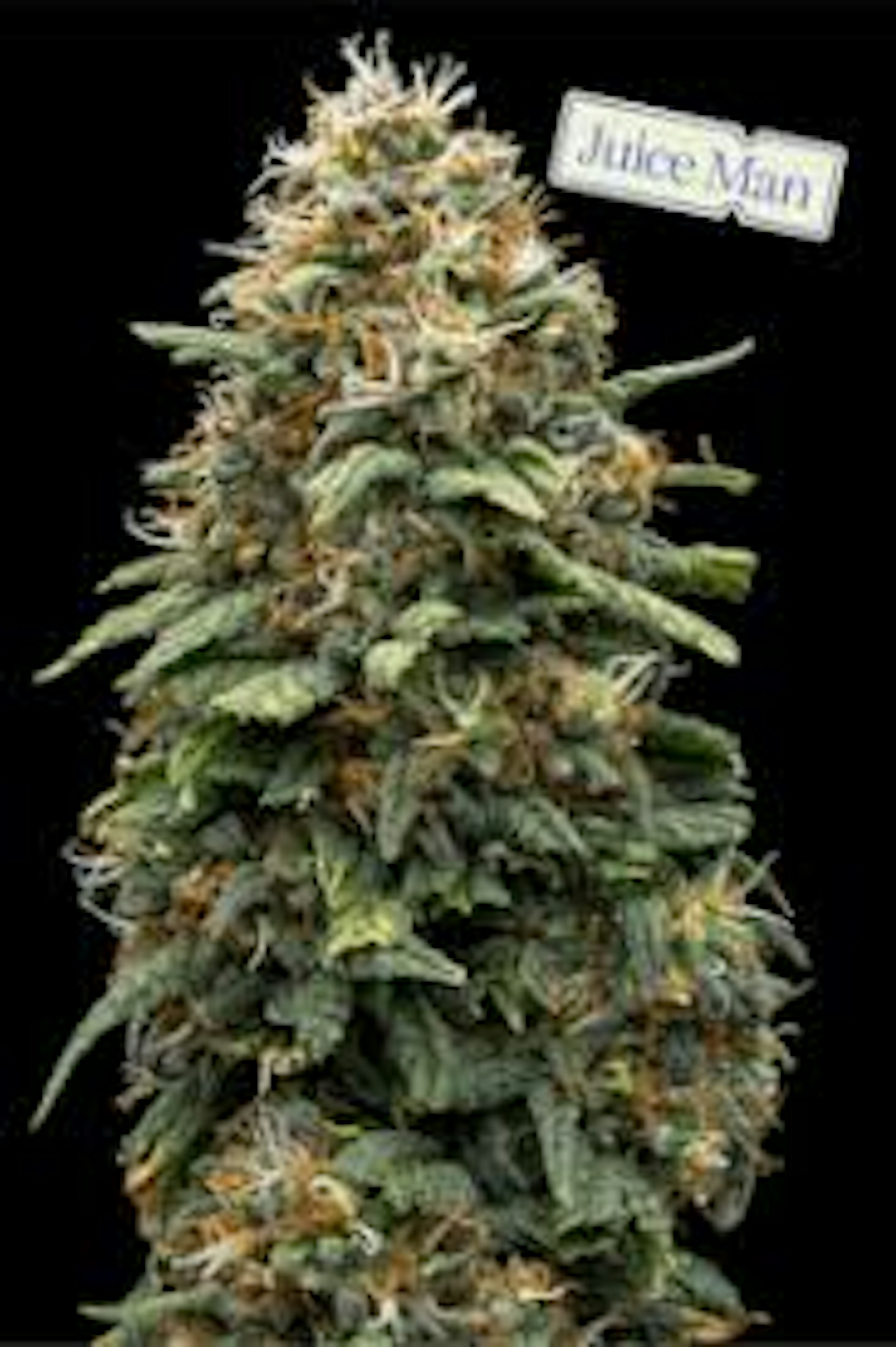 Image of JUICE MAN | 3.5G