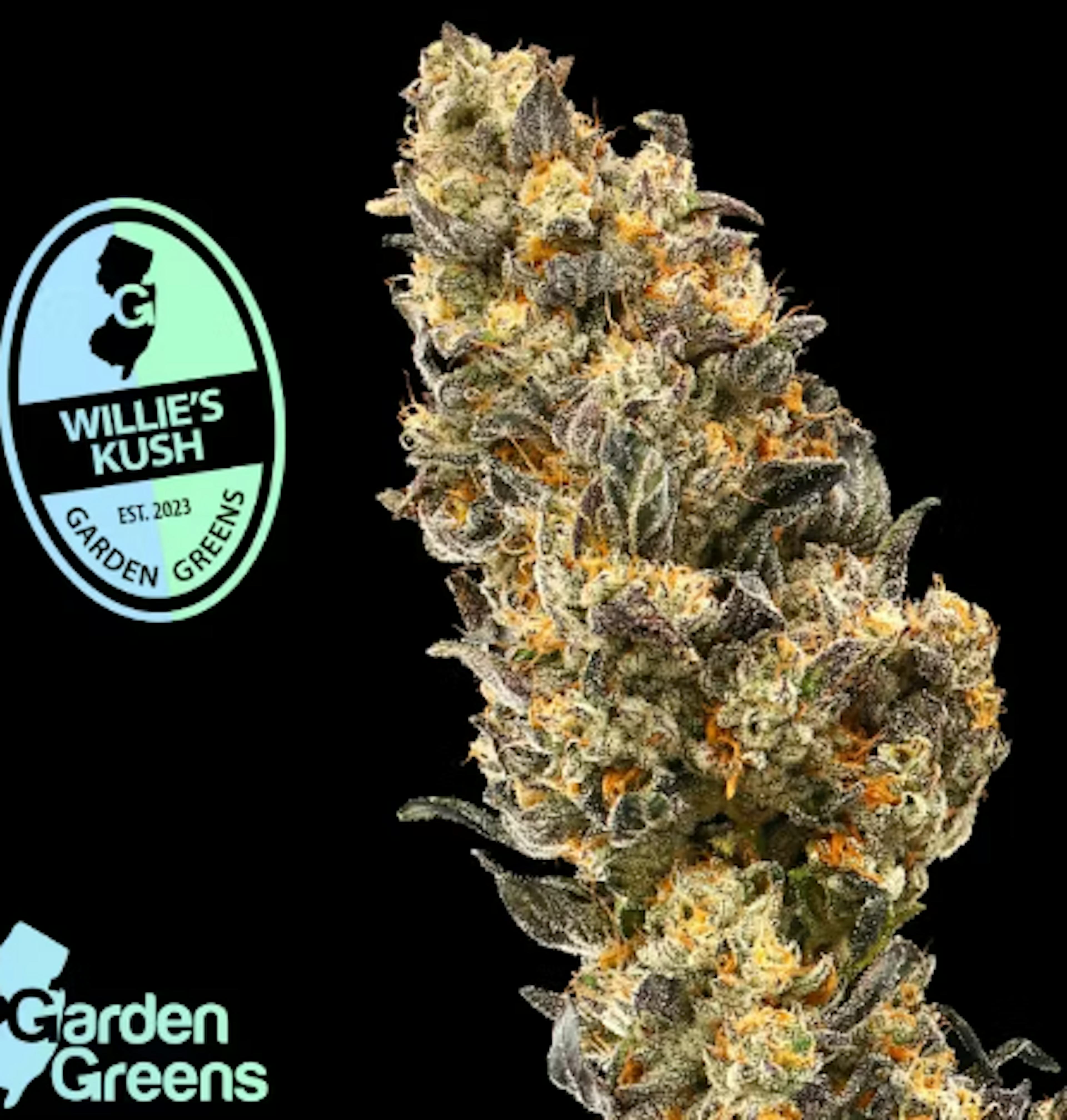 Image of WILLY KUSH | 3.5G