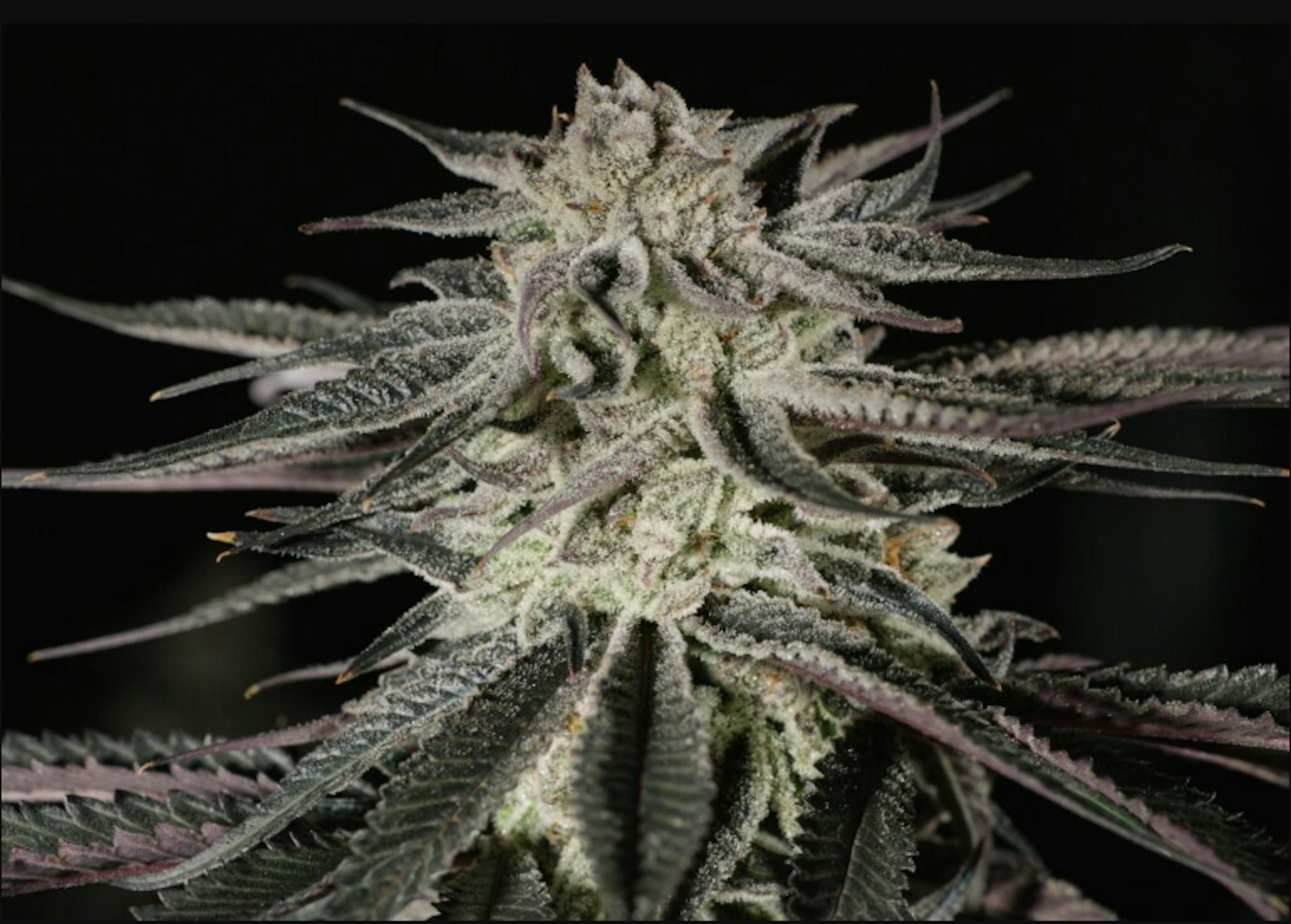 Image of CONFIDENTIAL CHERRIES | 3.5G