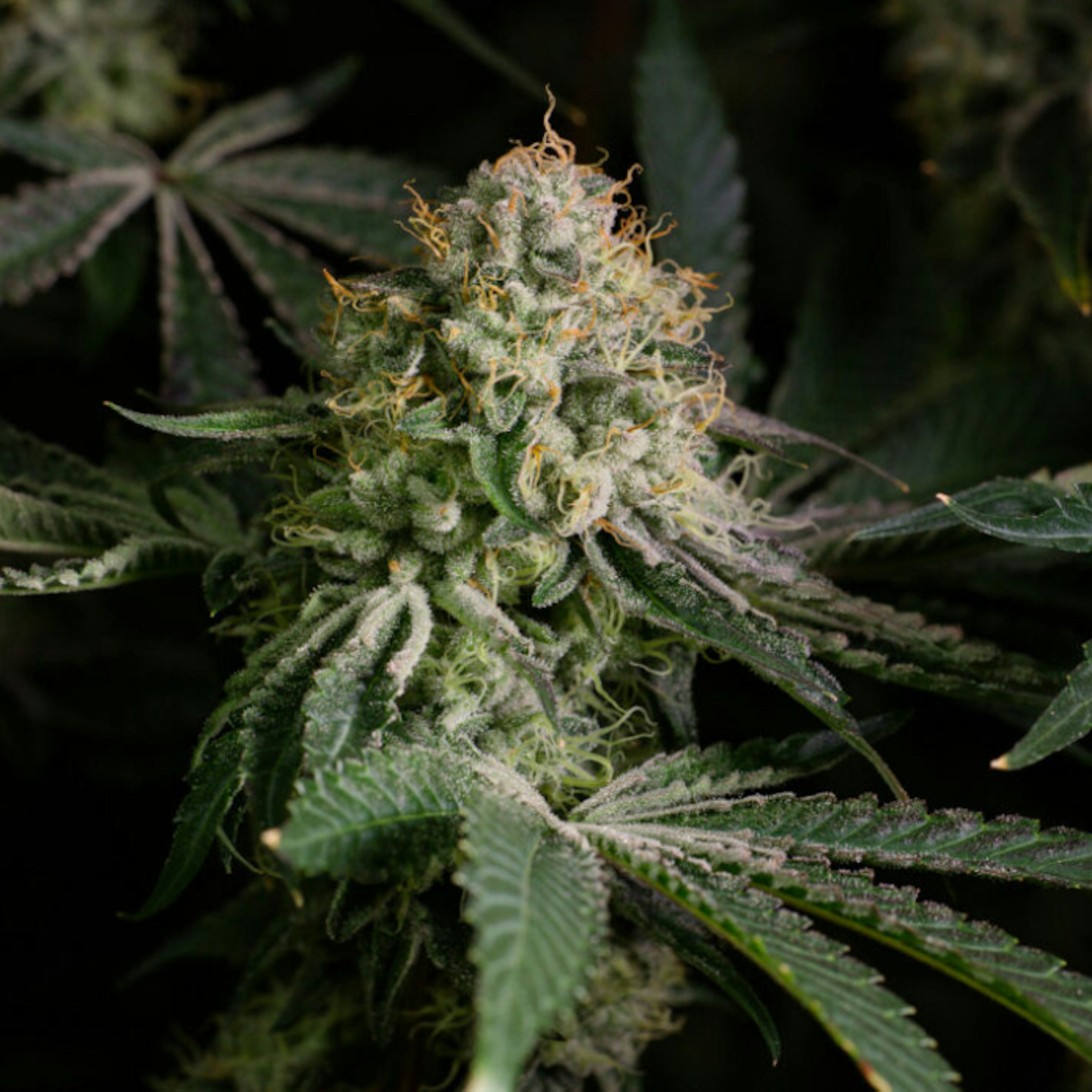 Image of BLUE ZASHIMI | 7G