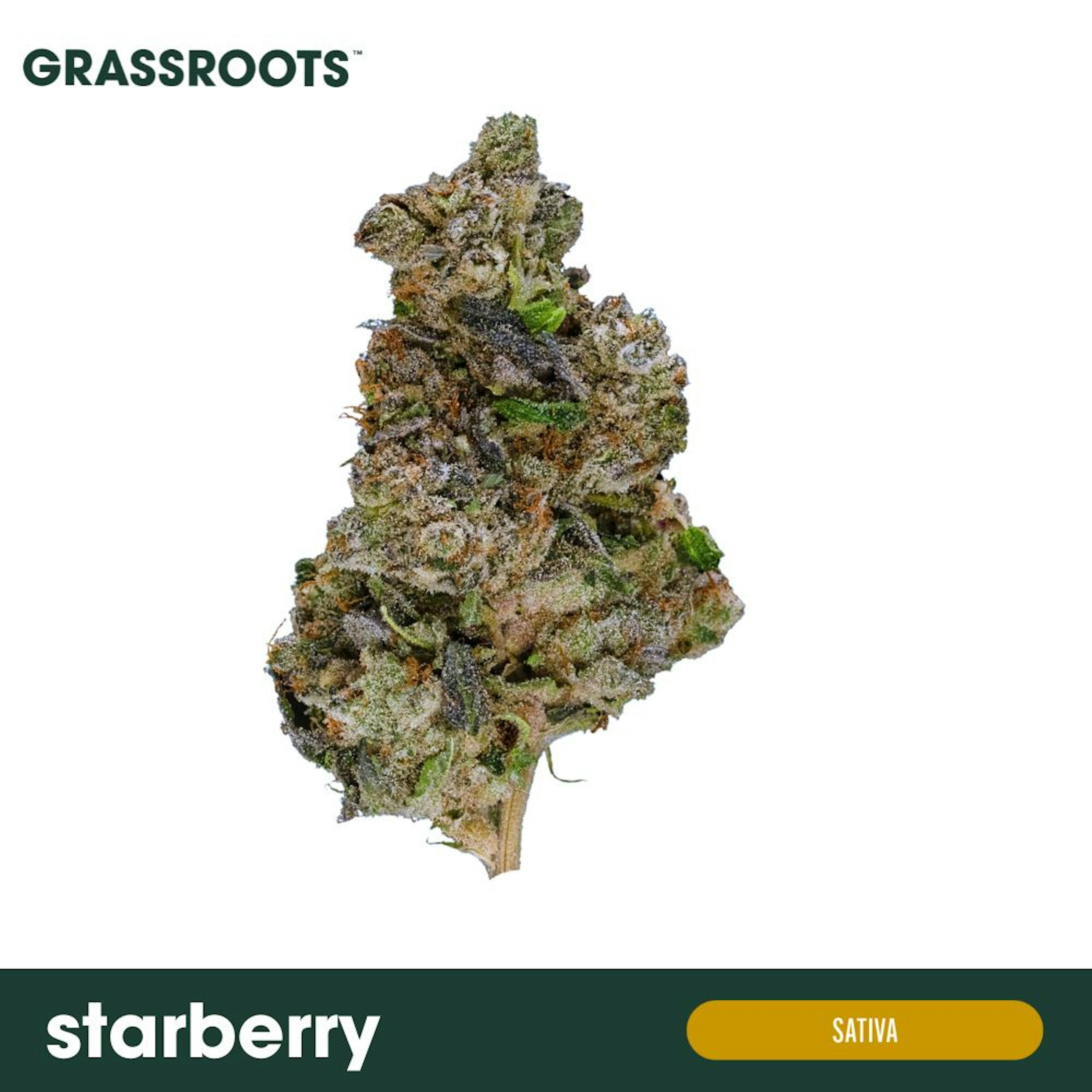 Image of STARBERRY | WHOLE FLOWER | 3.5G