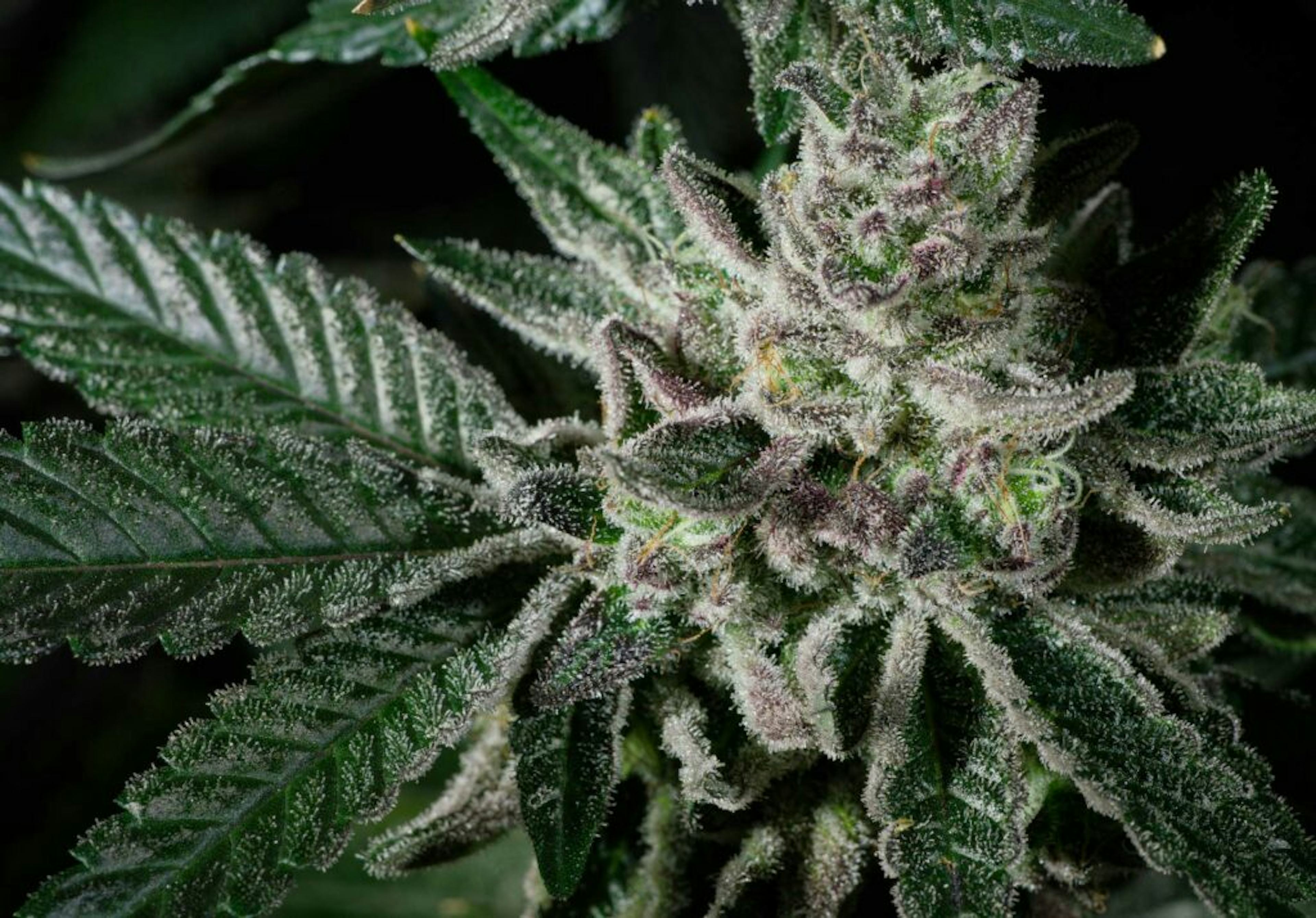 Image of GARLIC DRIP | POPCORN BUDS | 7G