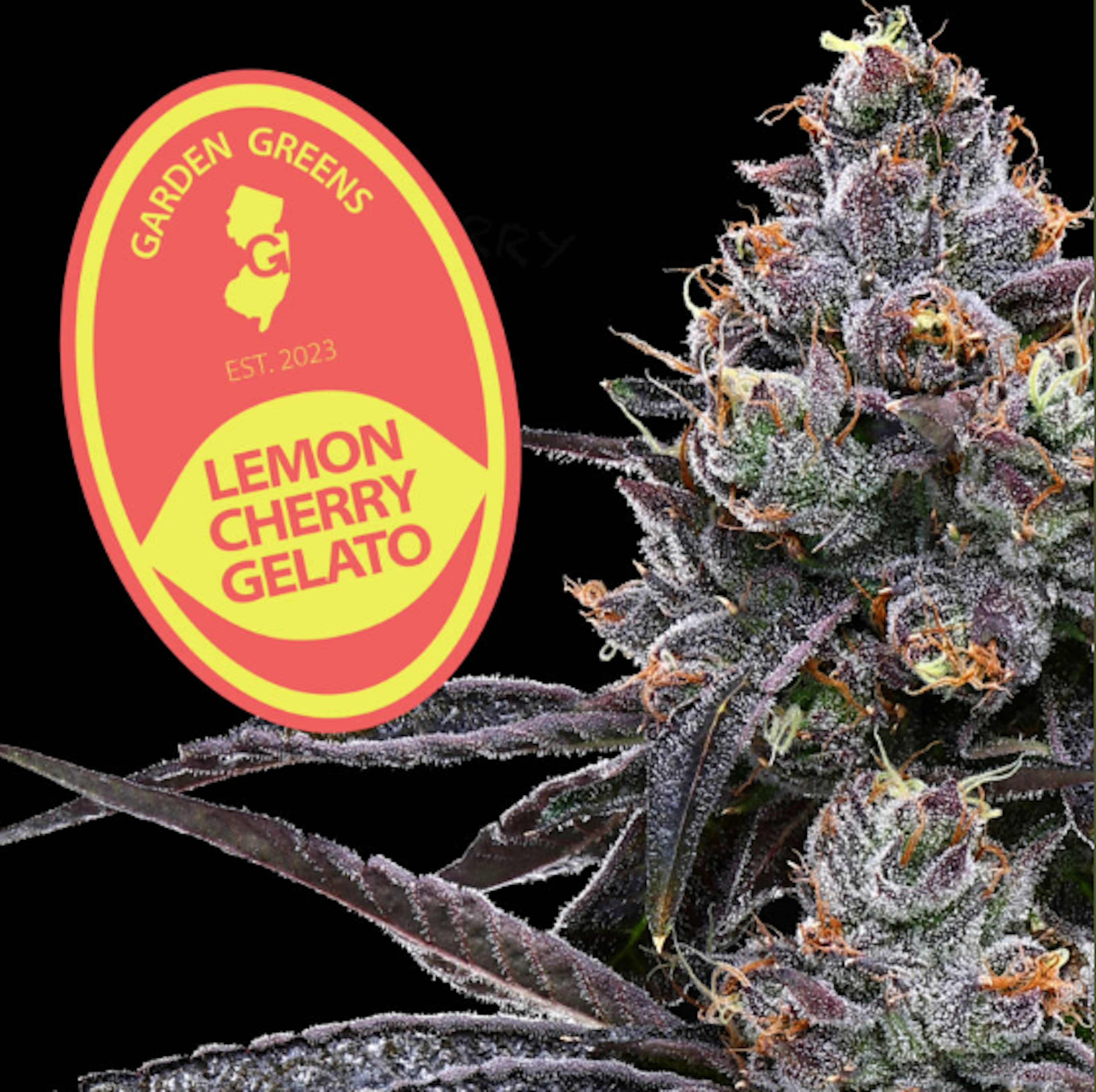 Image of LEMON CHERRY GELATO | 14G | MIXED NUGS