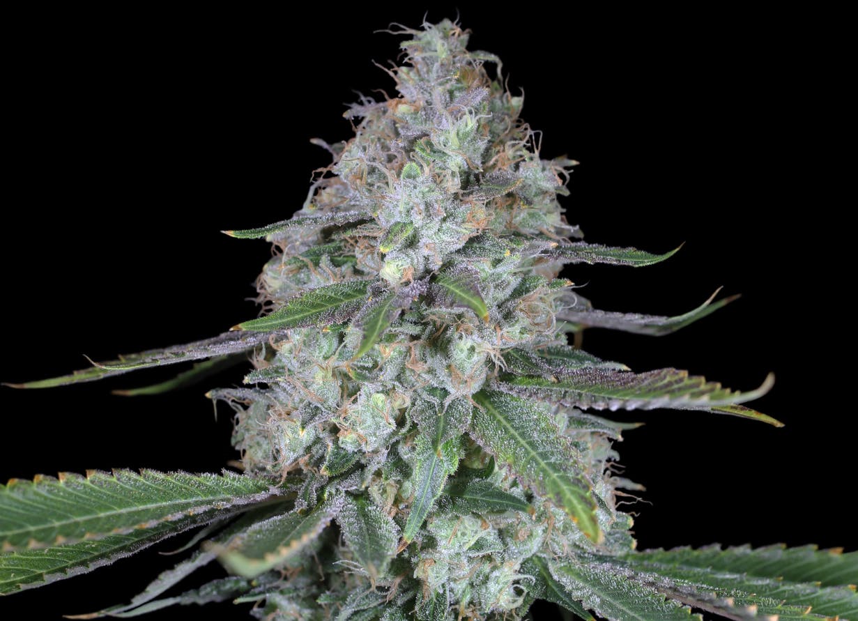 LEMON DRIP | 3.5G