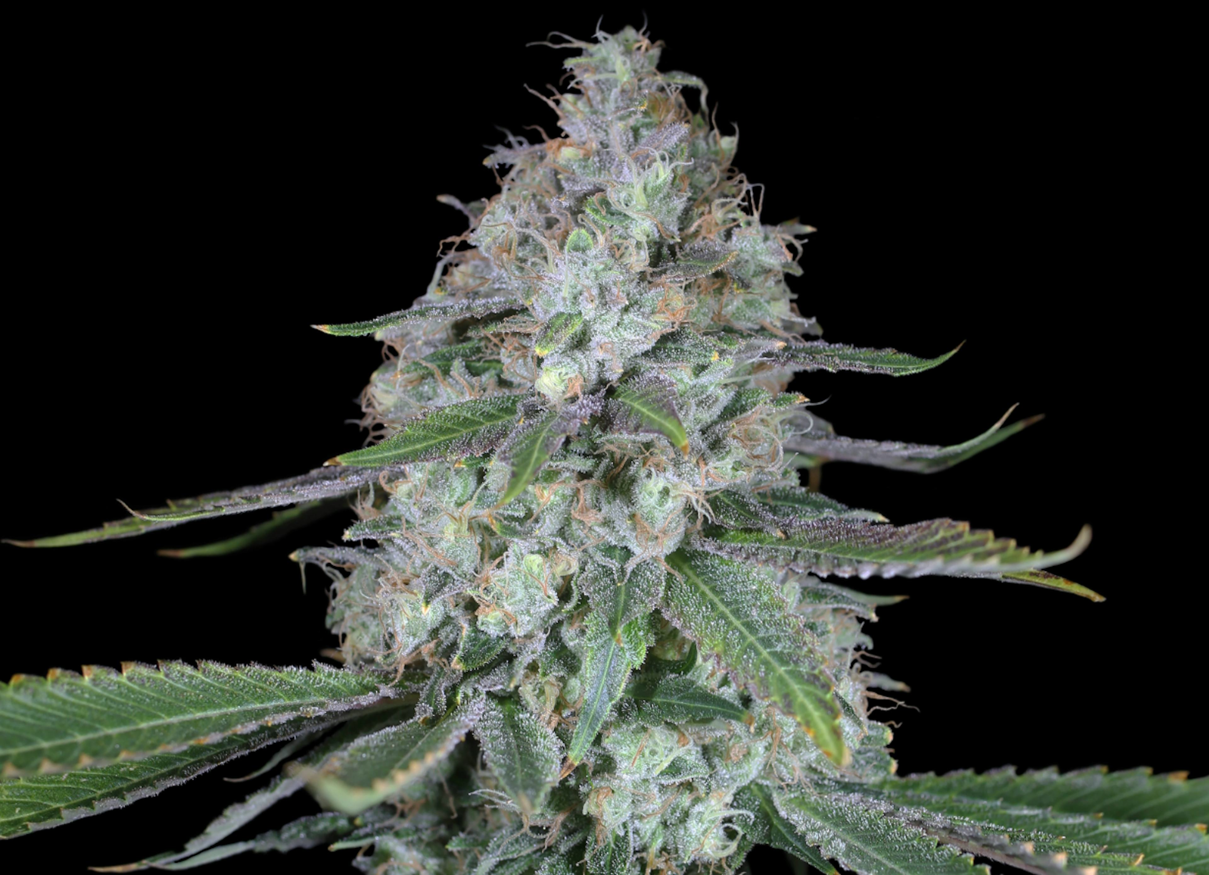 Image of LEMON DRIP | 3.5G