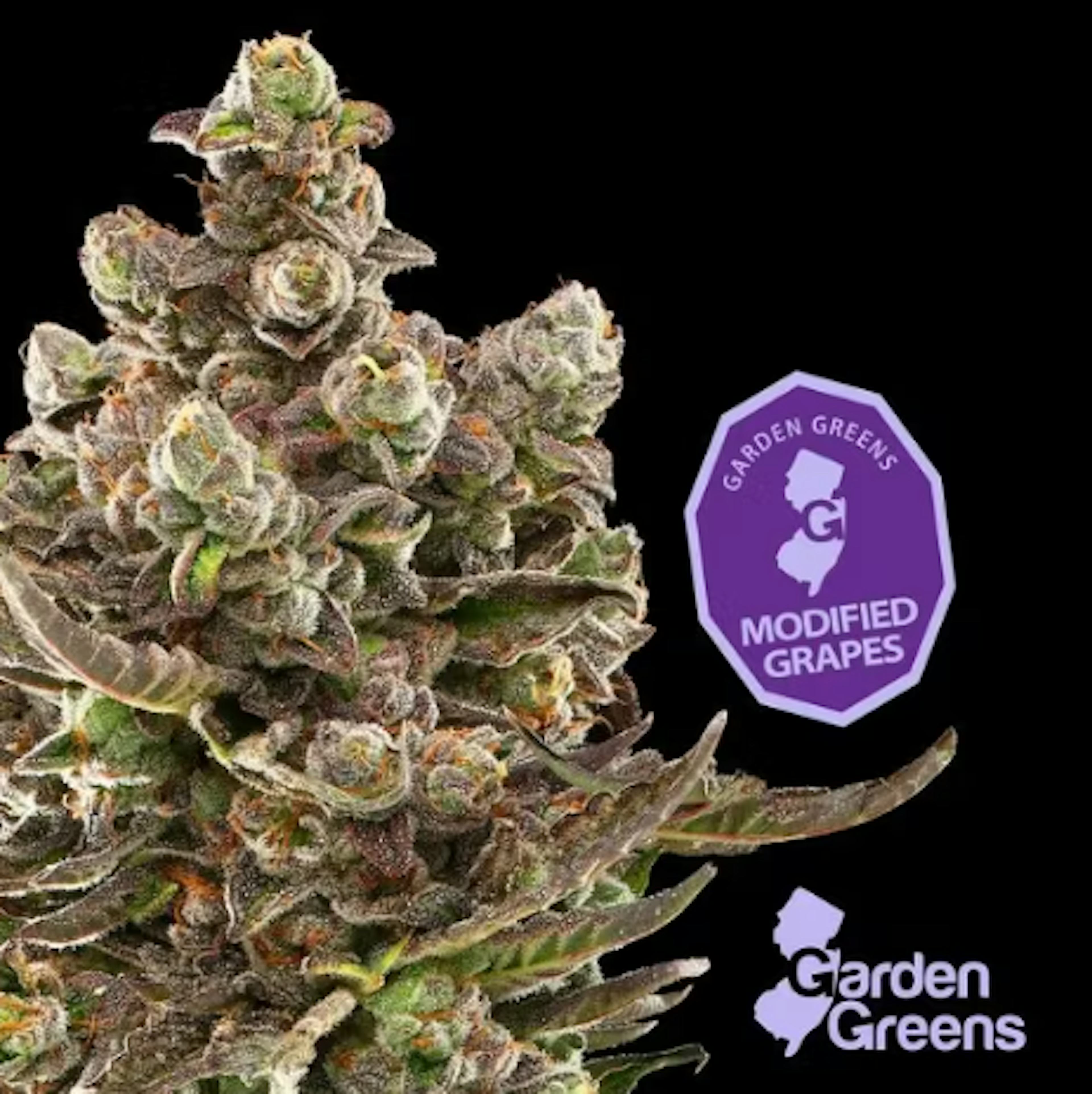 Image of MODIFIED GRAPES MIXED NUGS | 14G