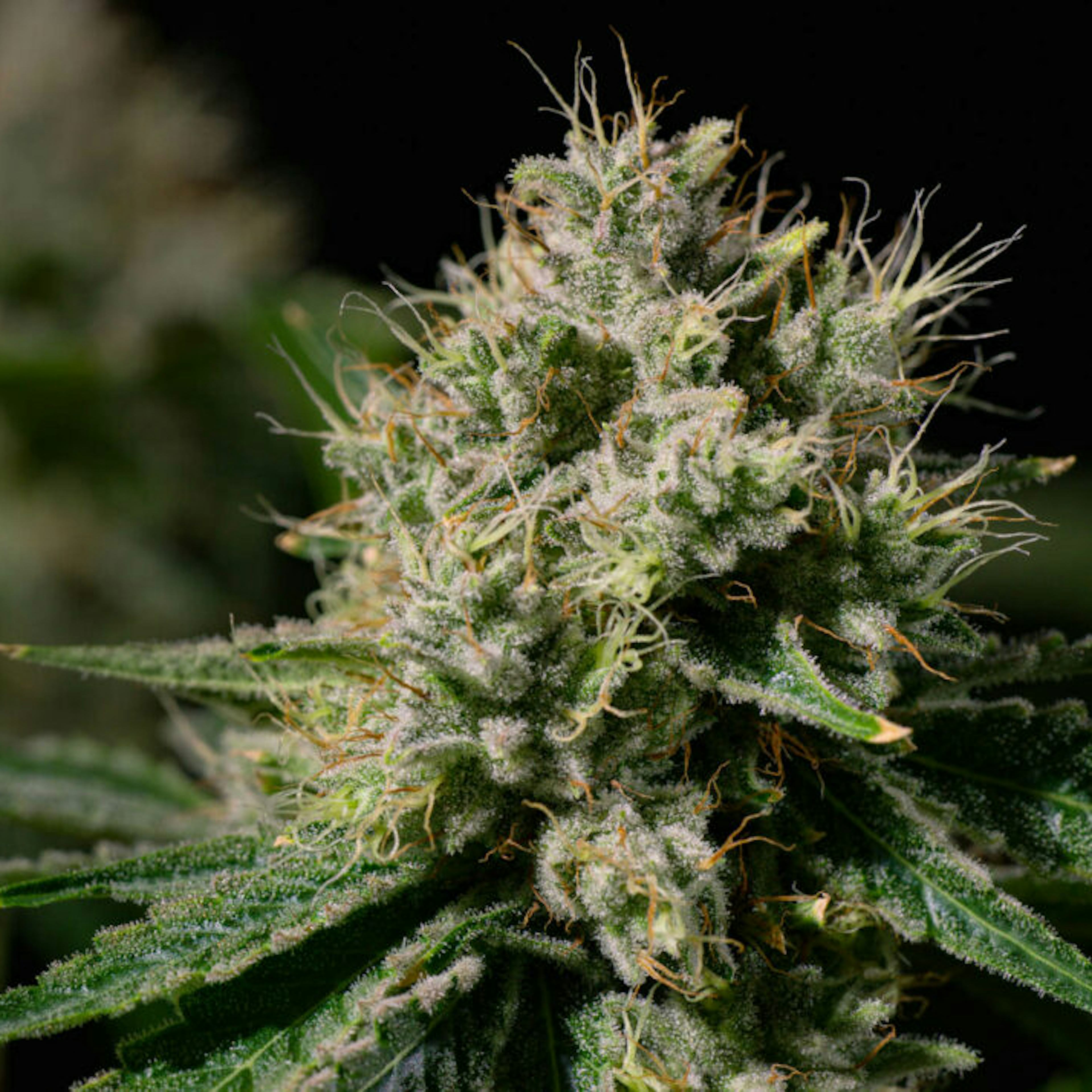 Image of TANGERINE HAZE | 3.5G