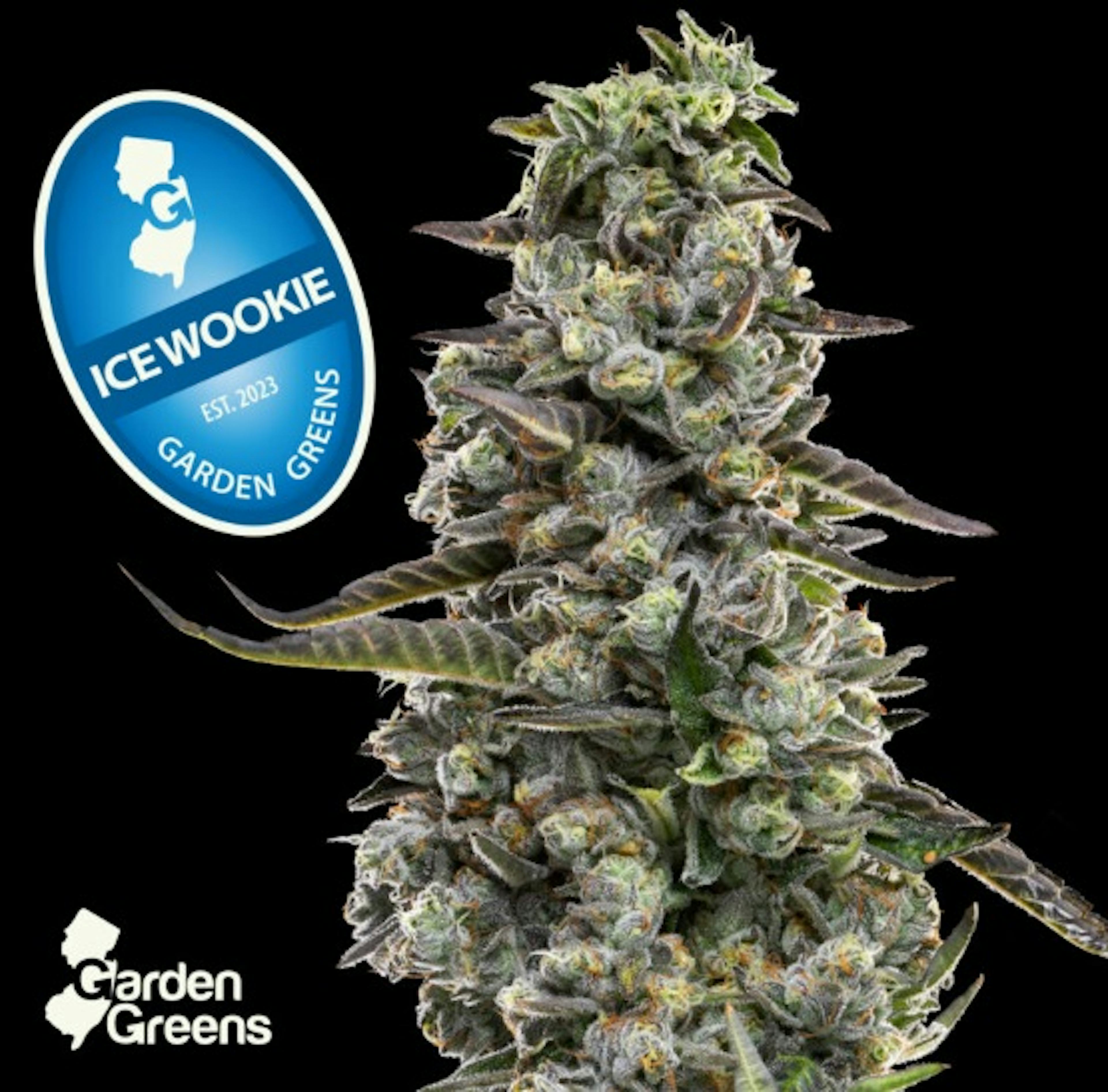 Image of ICE WOOKIE | 7G BIG BUD