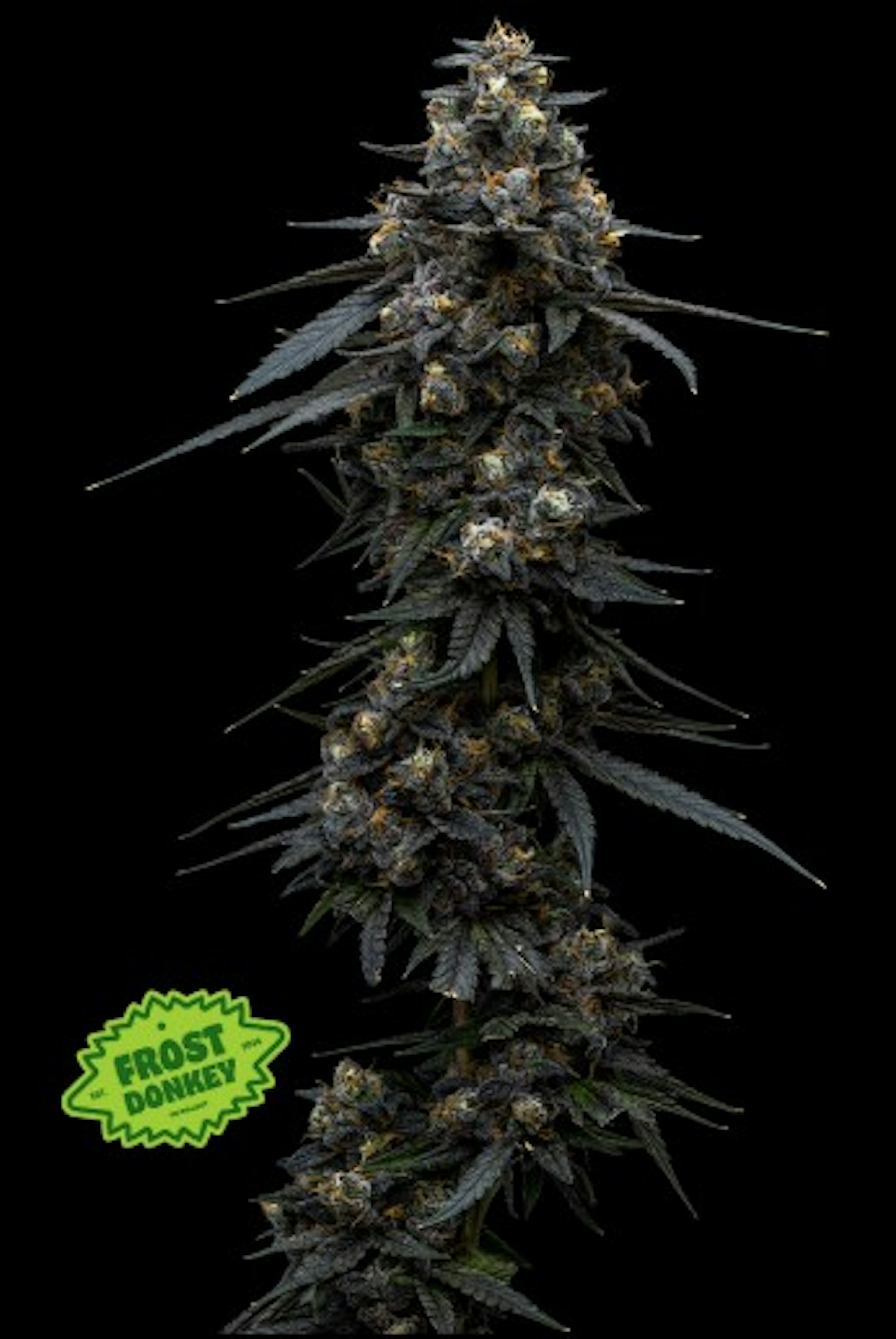 Image of FROST DONKEY | 3.5G