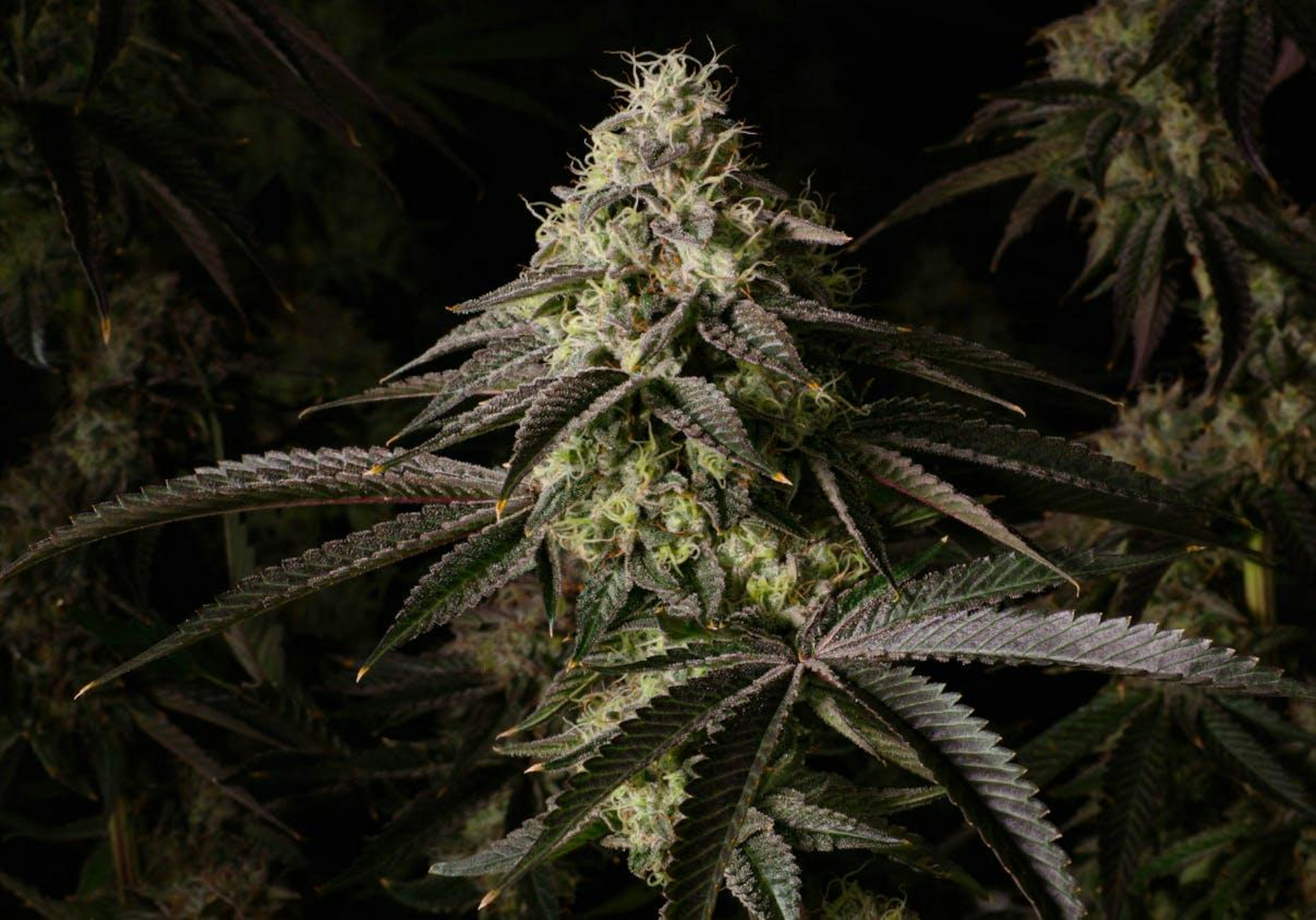 Image of HEADCRACKER | POPCORN | 7G