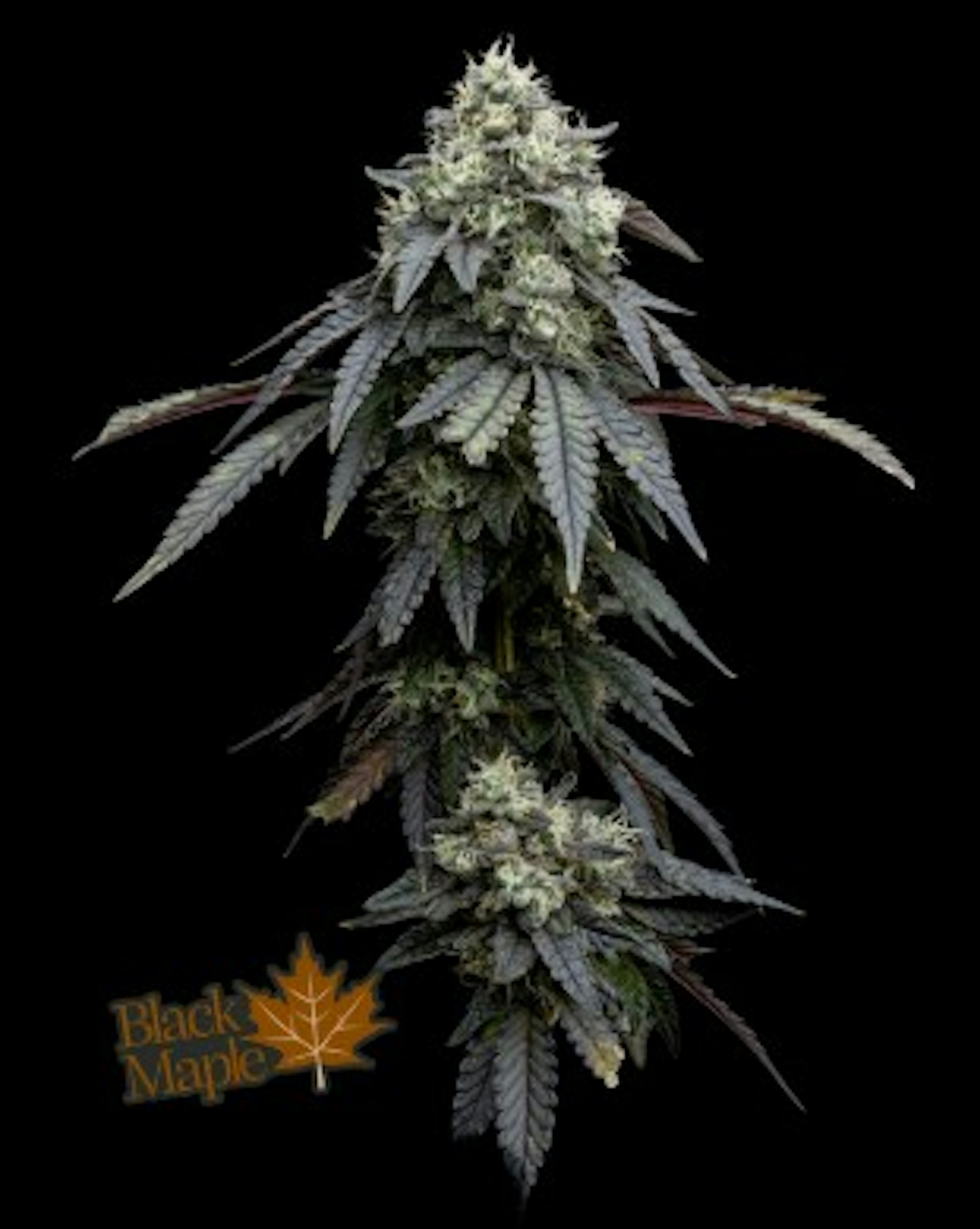 Image of BLACK MAPLE | 3.5G