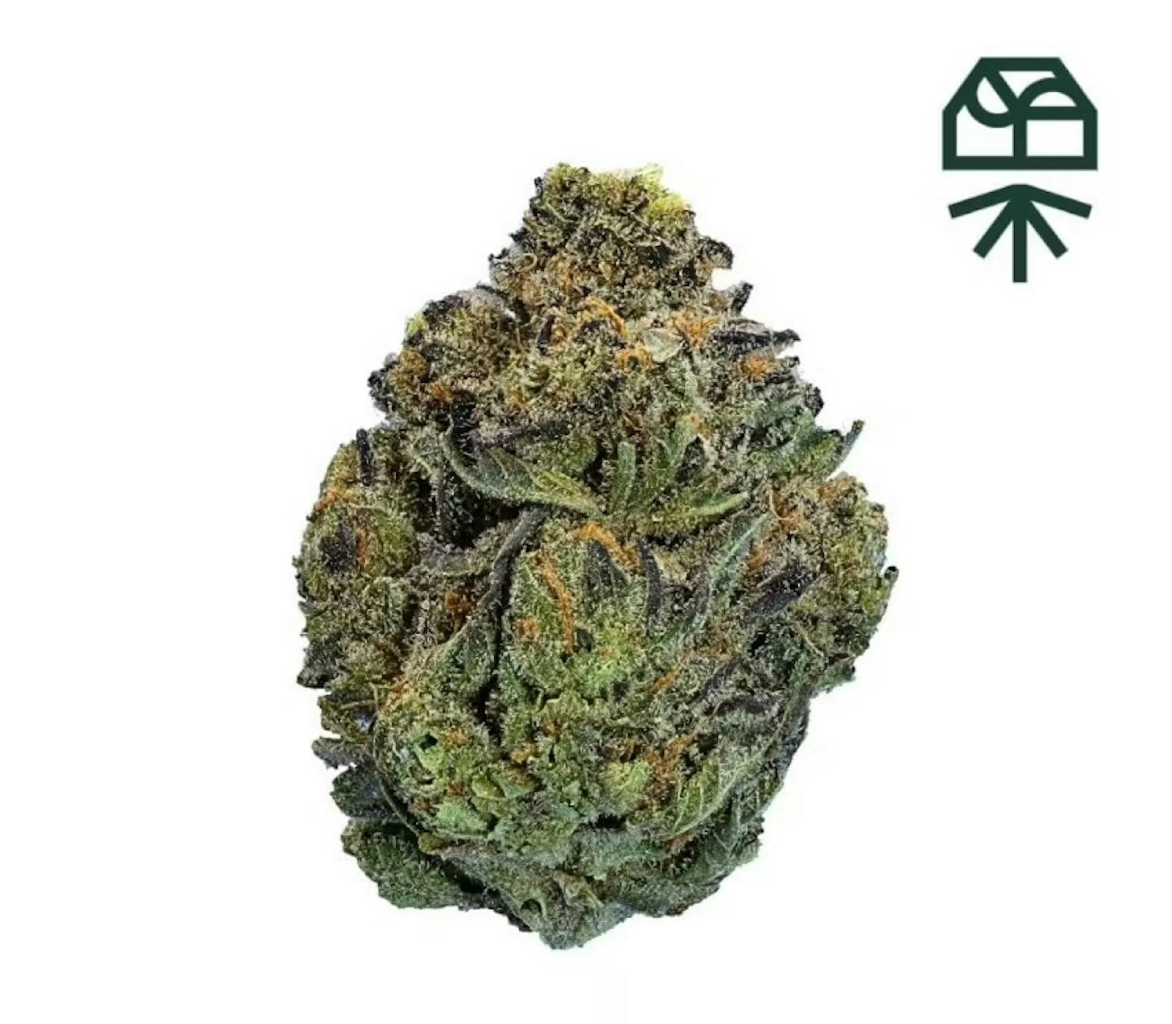 Image of ASTRO GMO | 3.5G