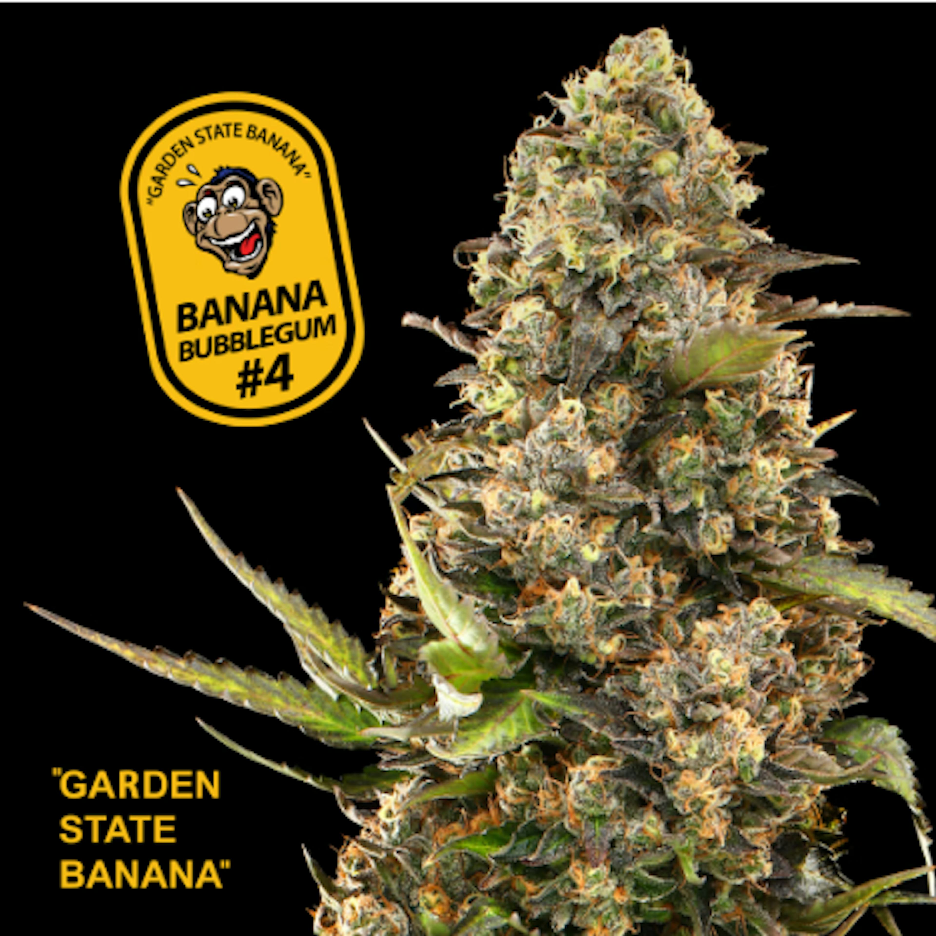 Image of BUBBLEGUM #4 | 1G