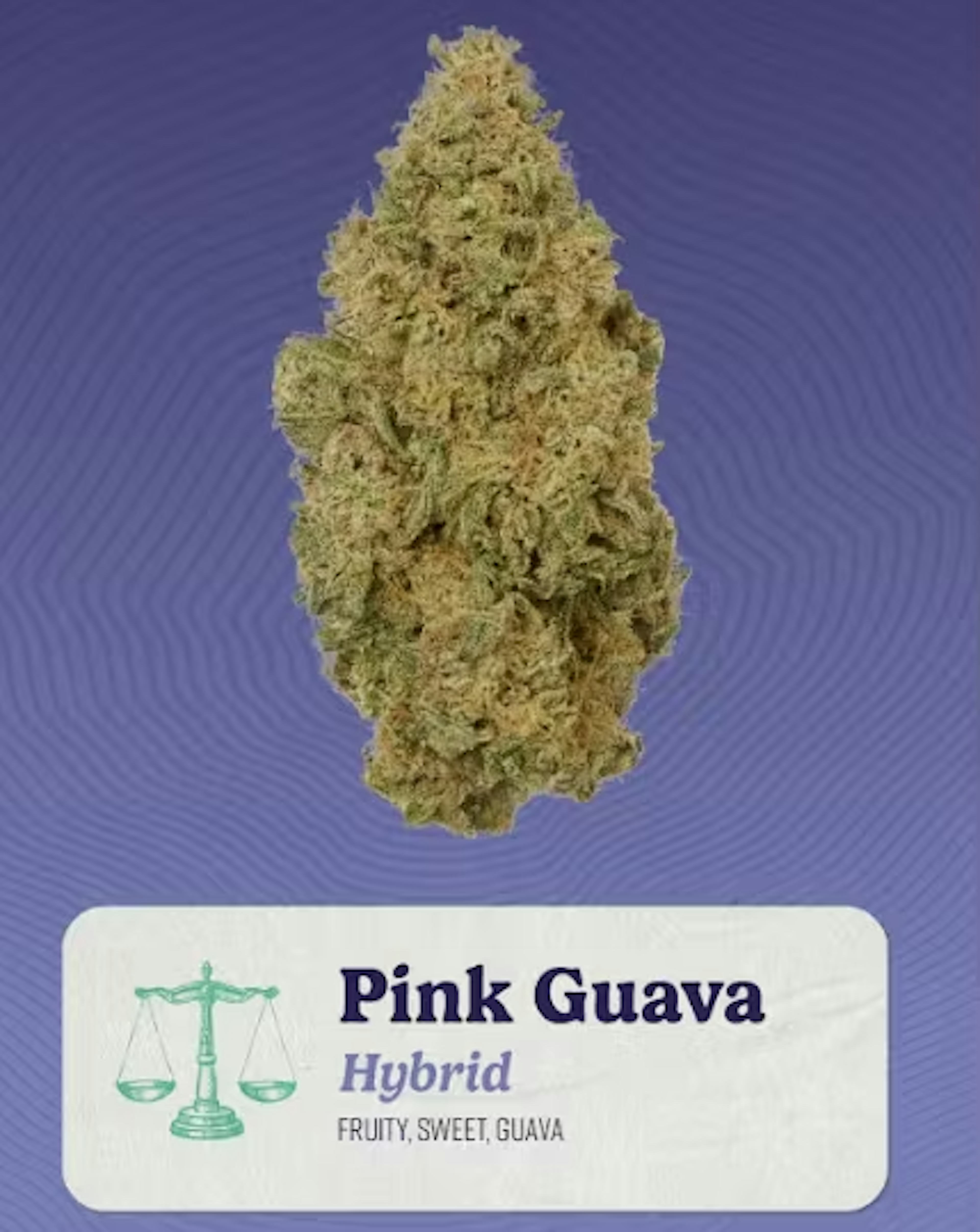 Image of PINK GUAVA | 3.5G