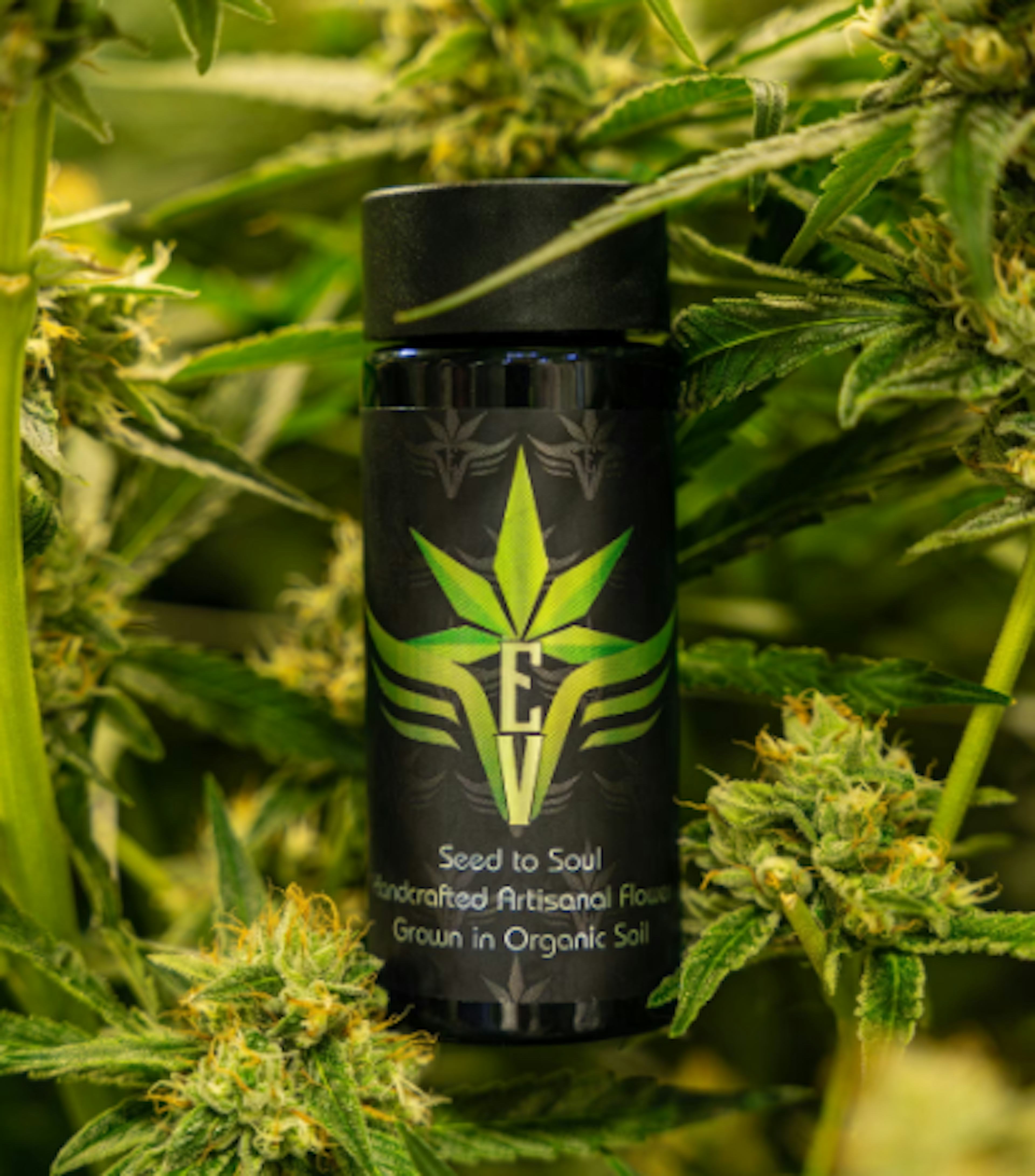 Image of BLUE PAVE | 2 PACK