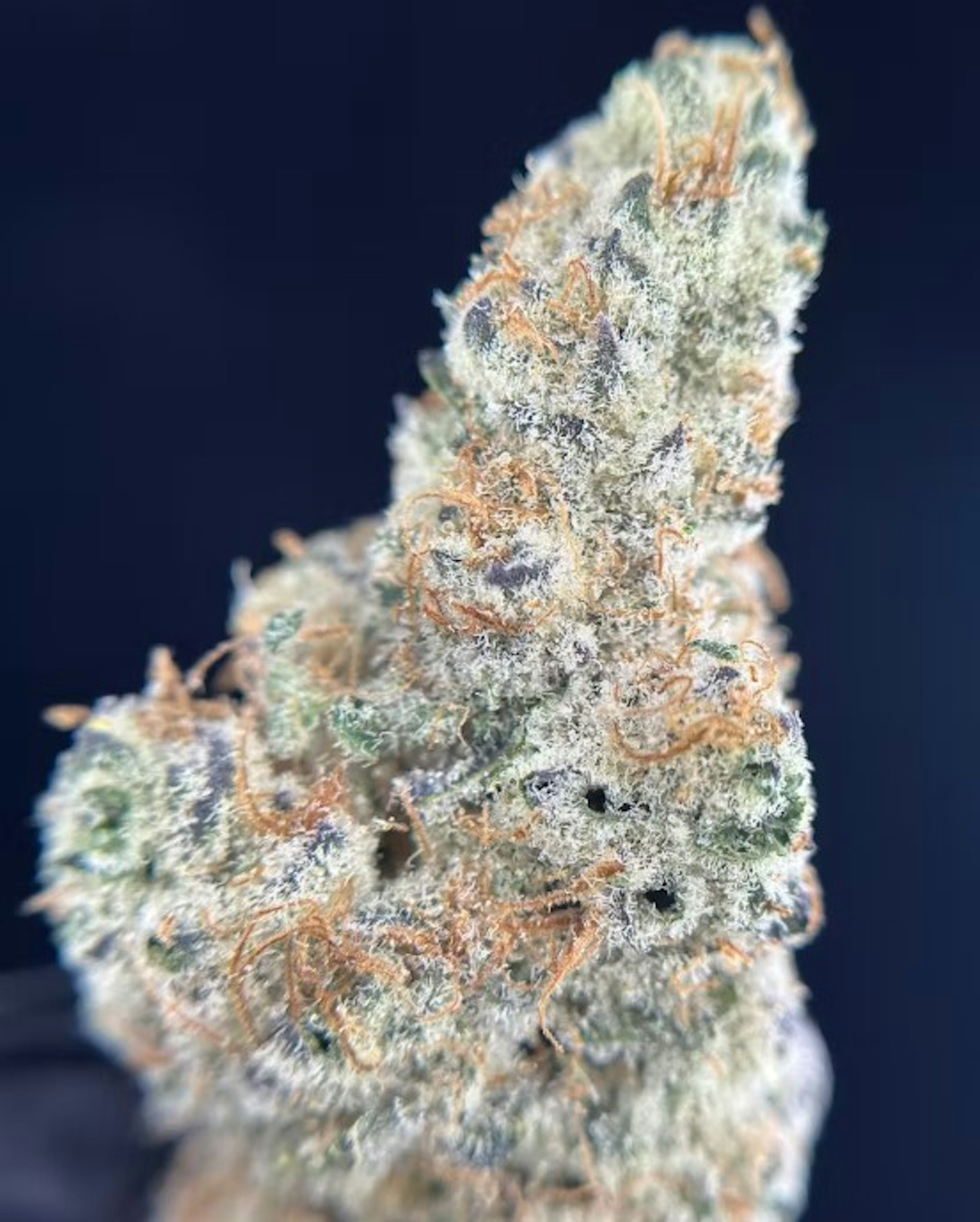 Image of CAP JUNKY | 7G