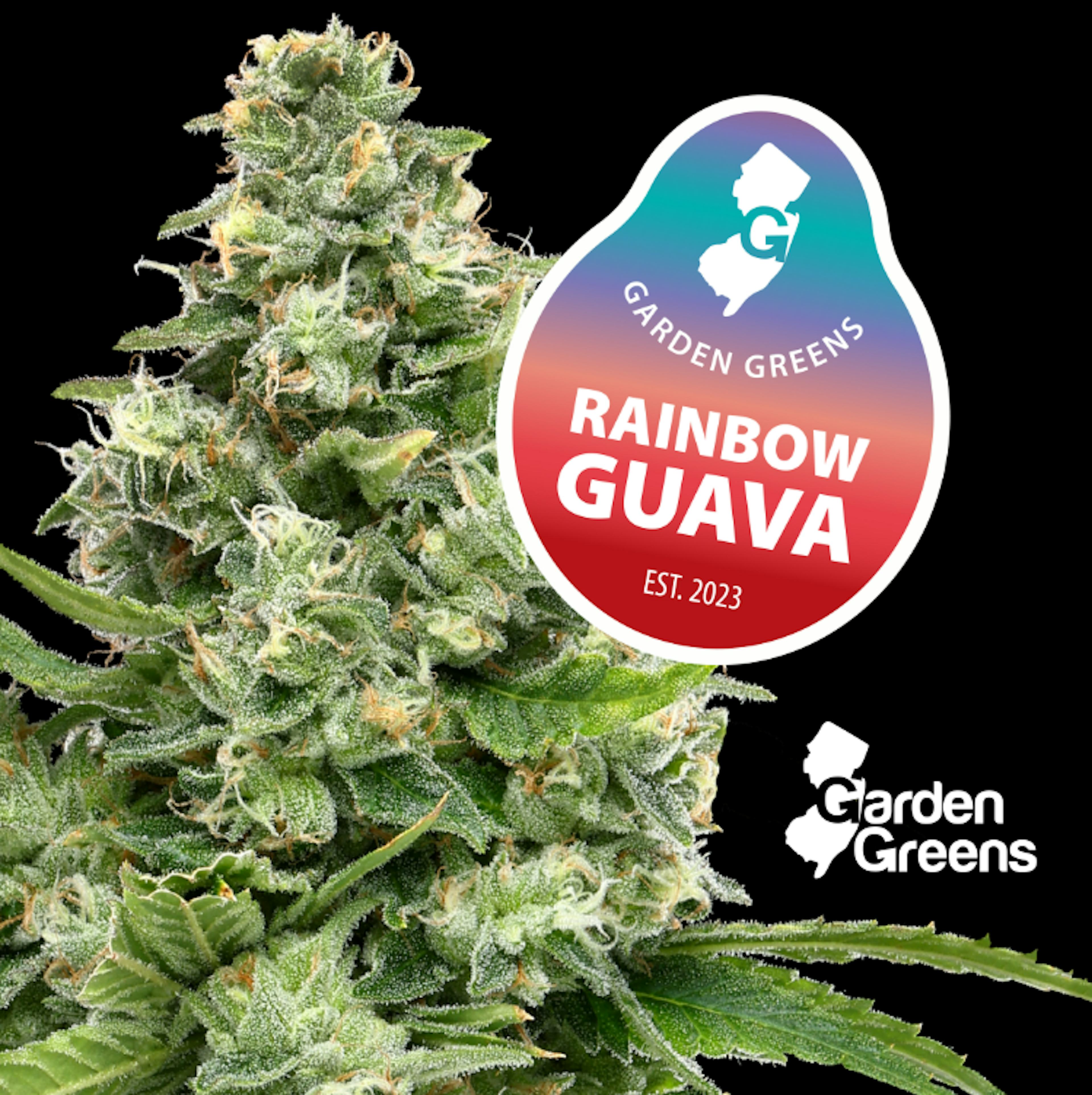 Image of RAINBOW GUAVA | BIG BUDS | 3.5G
