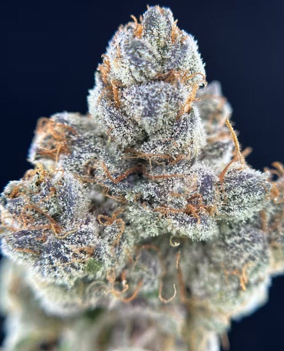 GG4 | 7G