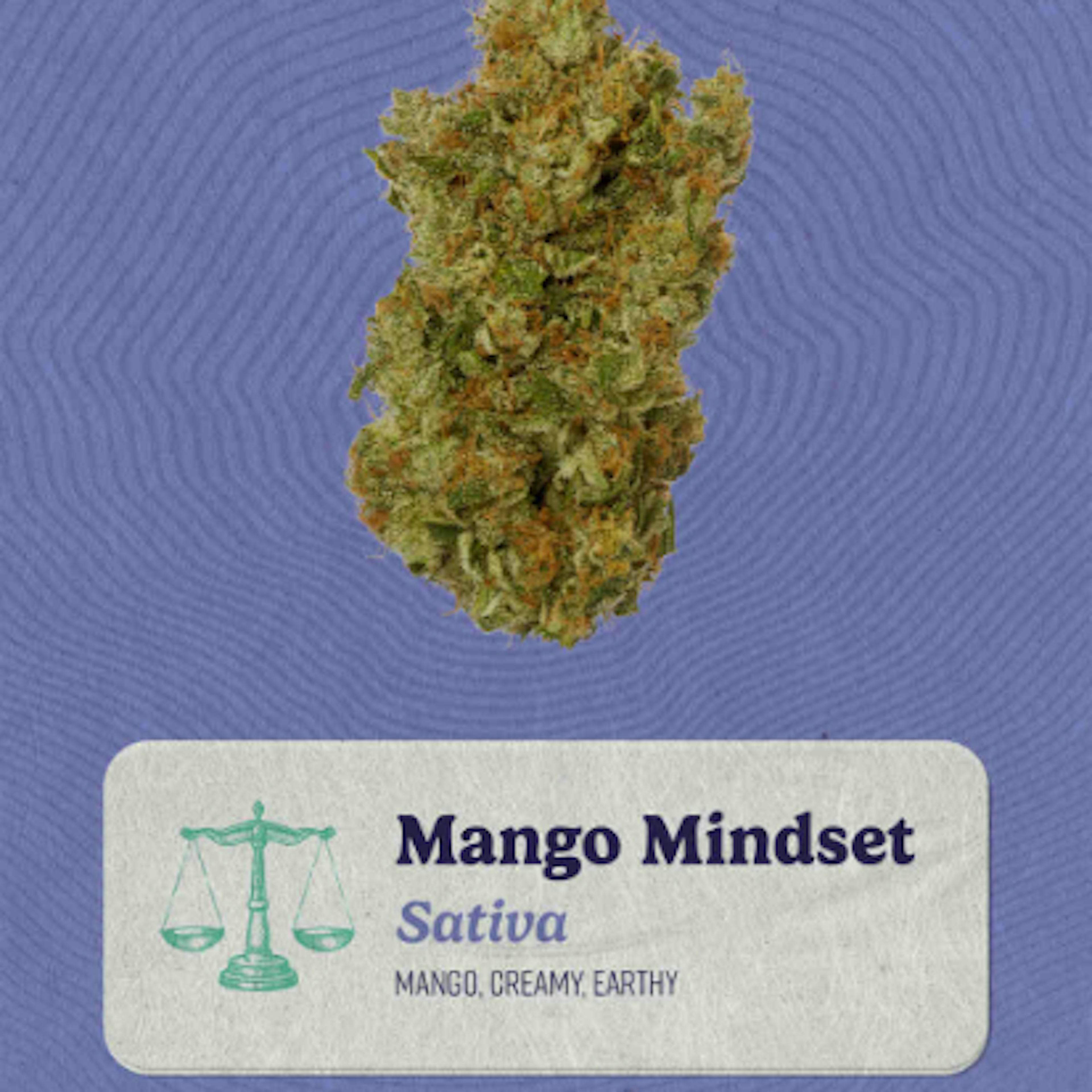 Image of MANGO MINDSET | LITTLES | 7G