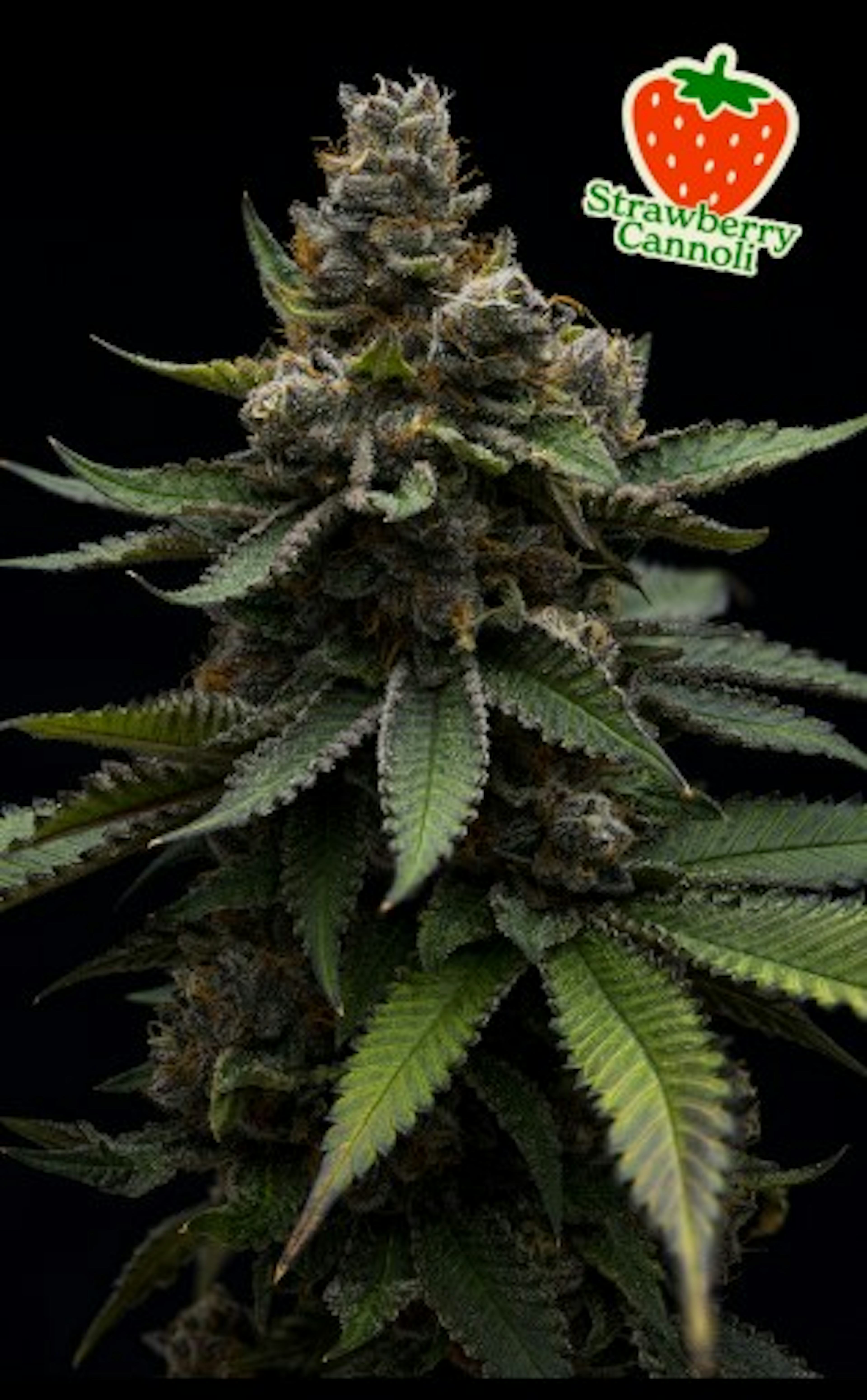 Image of STRAWBERRY CANNOLI | 3.5G