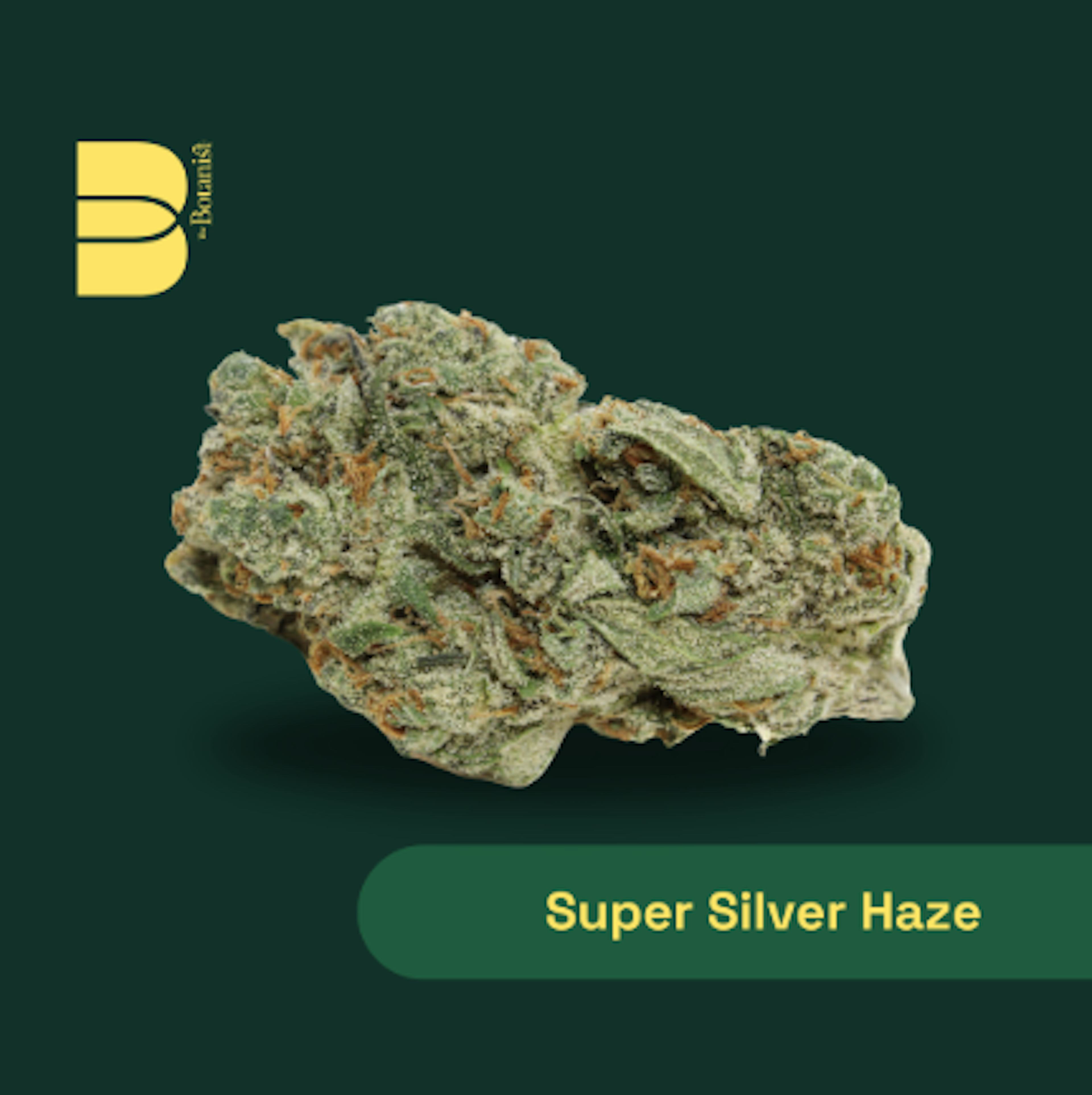 Image of SUPER SILVER HAZE MT | 3.5G | SMALLS