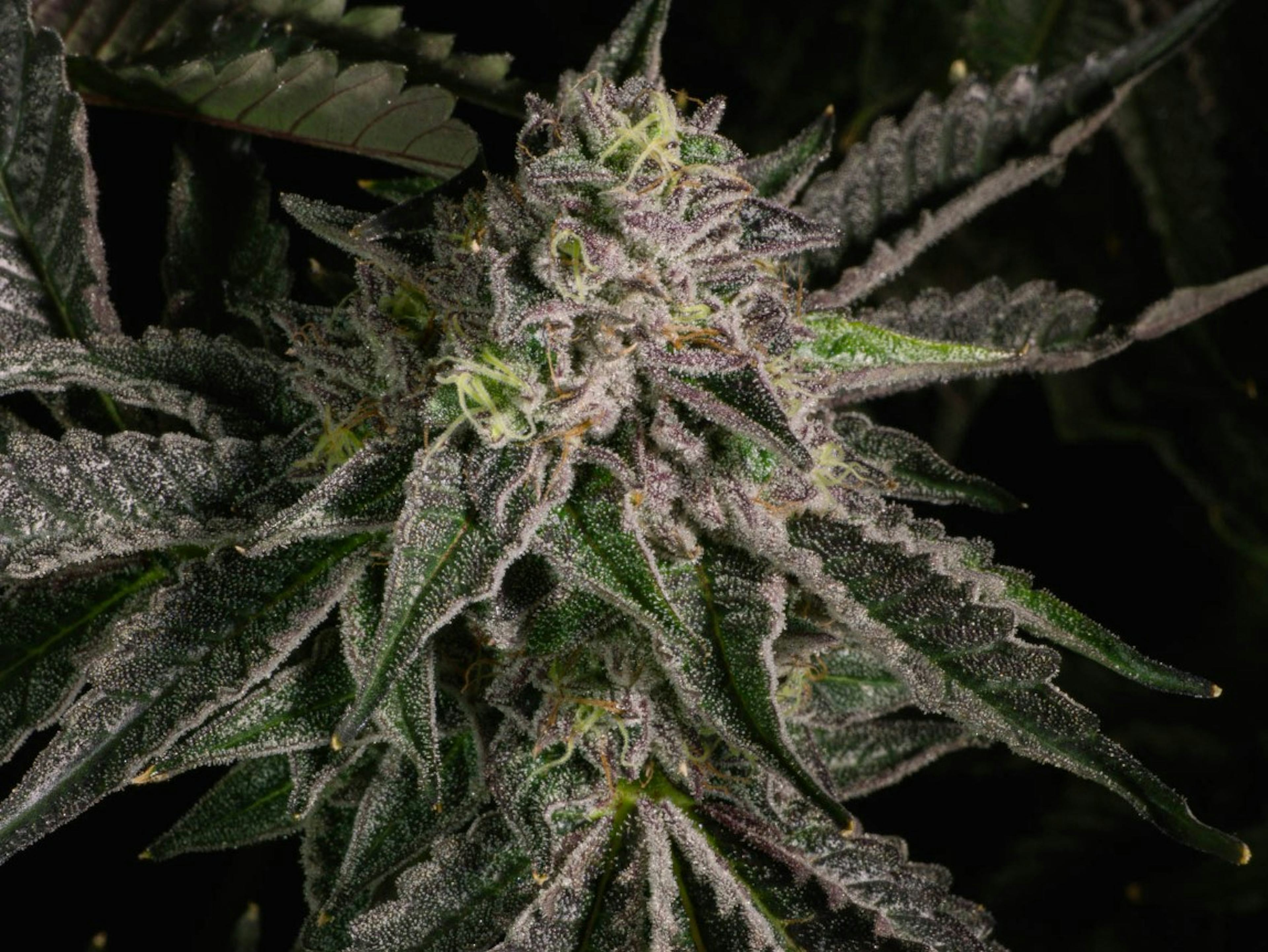 Image of ANIMAL SCOUT #10 | 7G