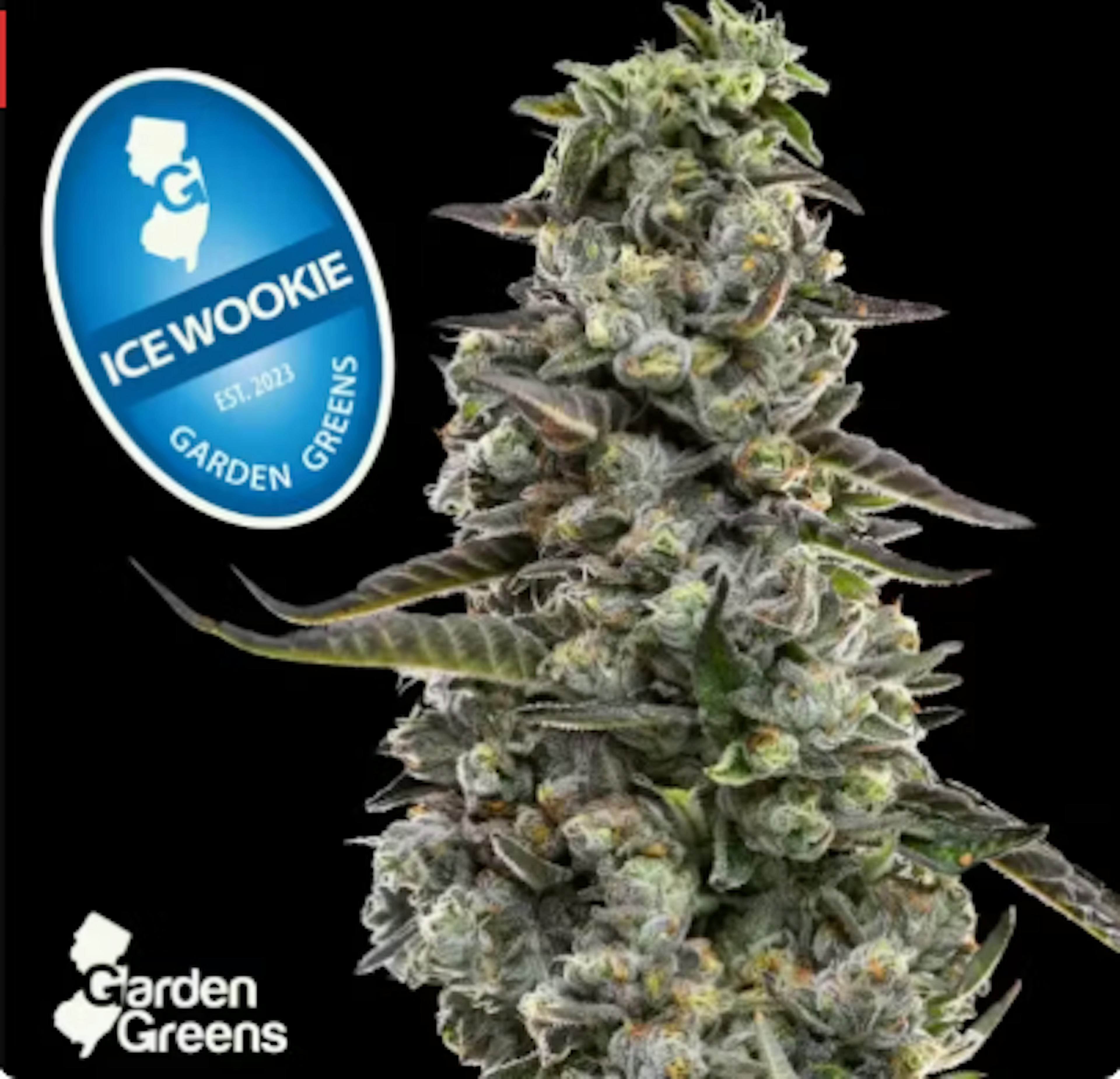 Image of ICE WOOKIE | 14G