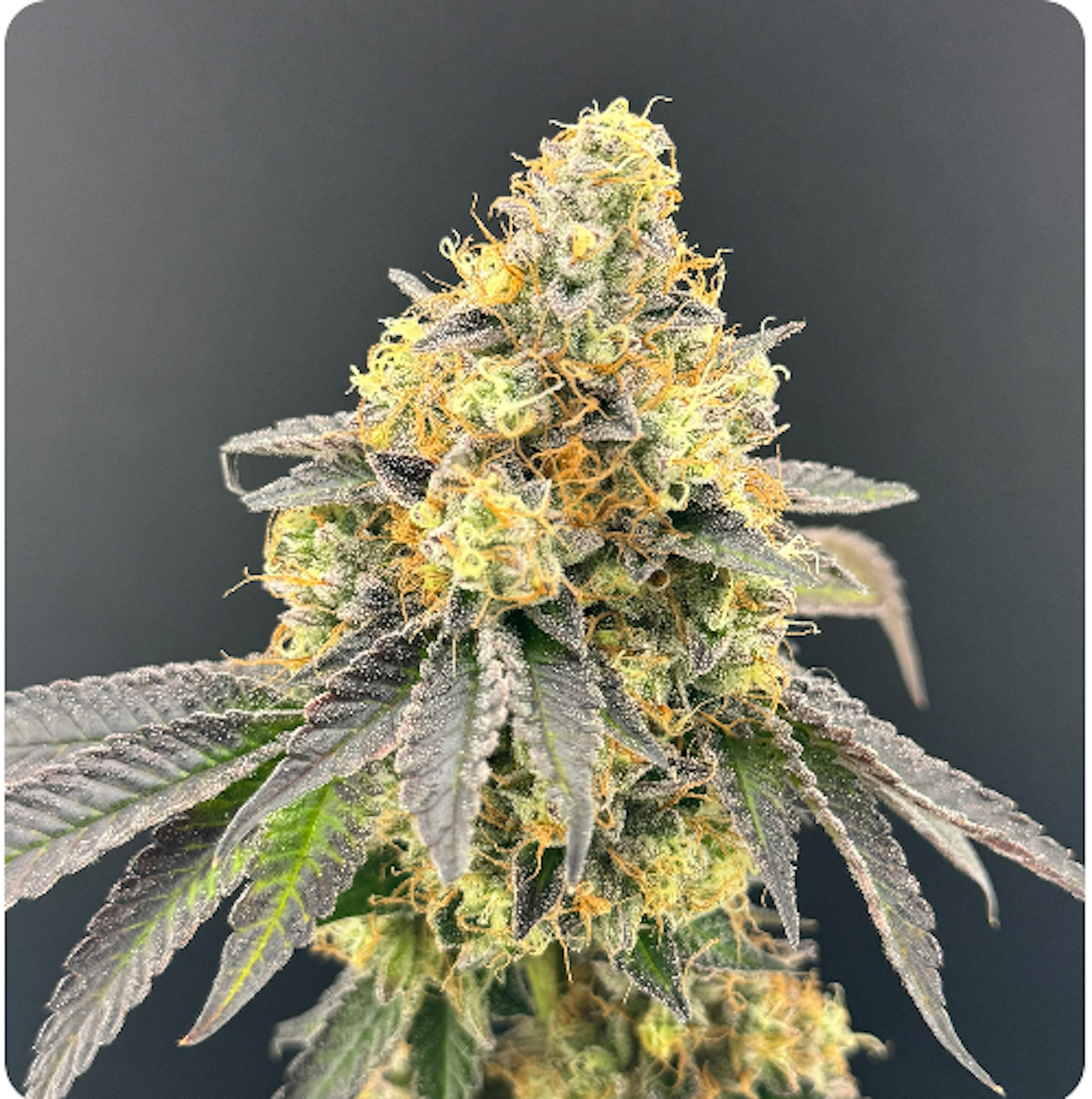 Image of MAC STOMPER | 7G