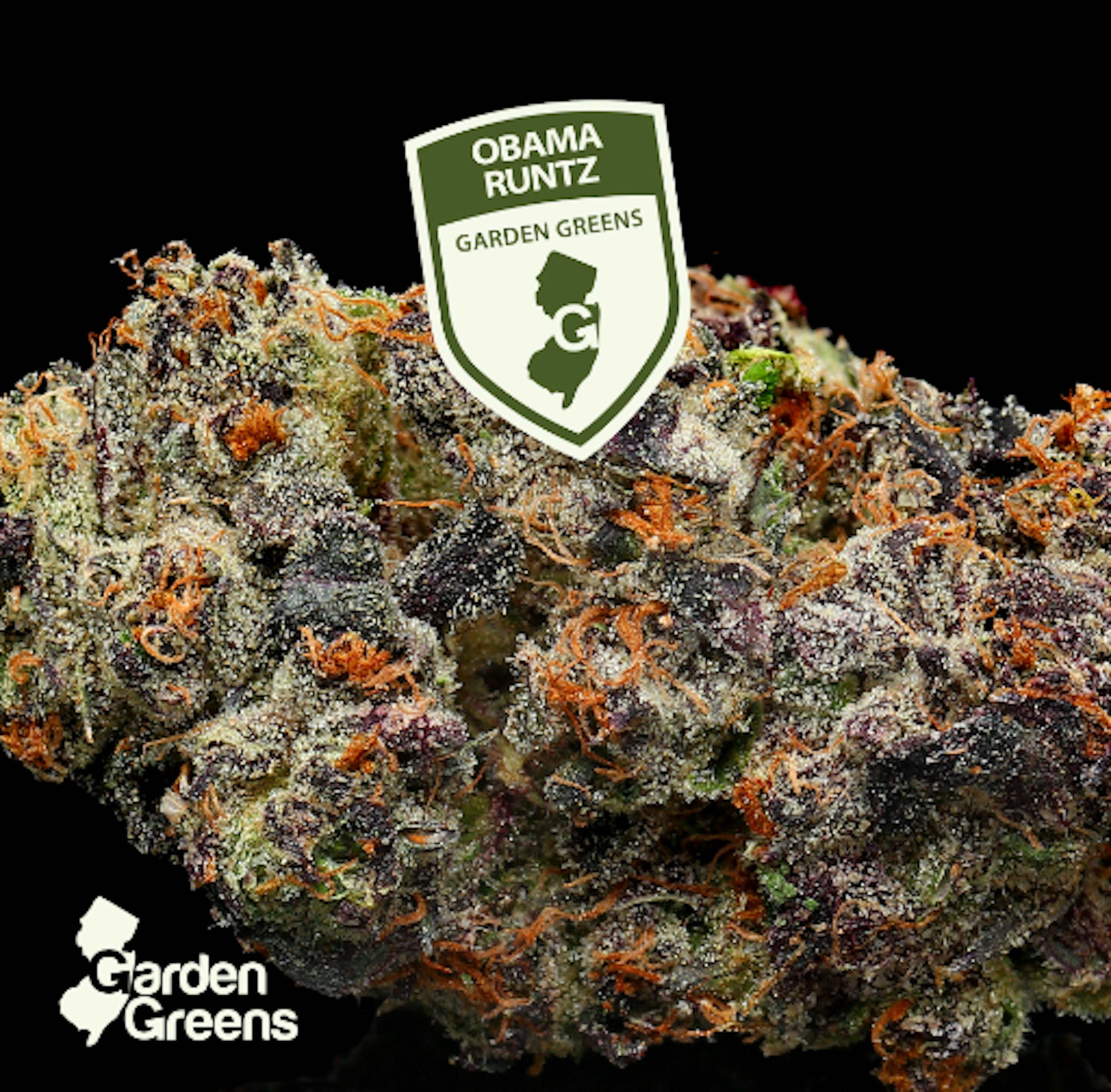 Image of OBAMA RUNTZ | BIG BUD | 7G