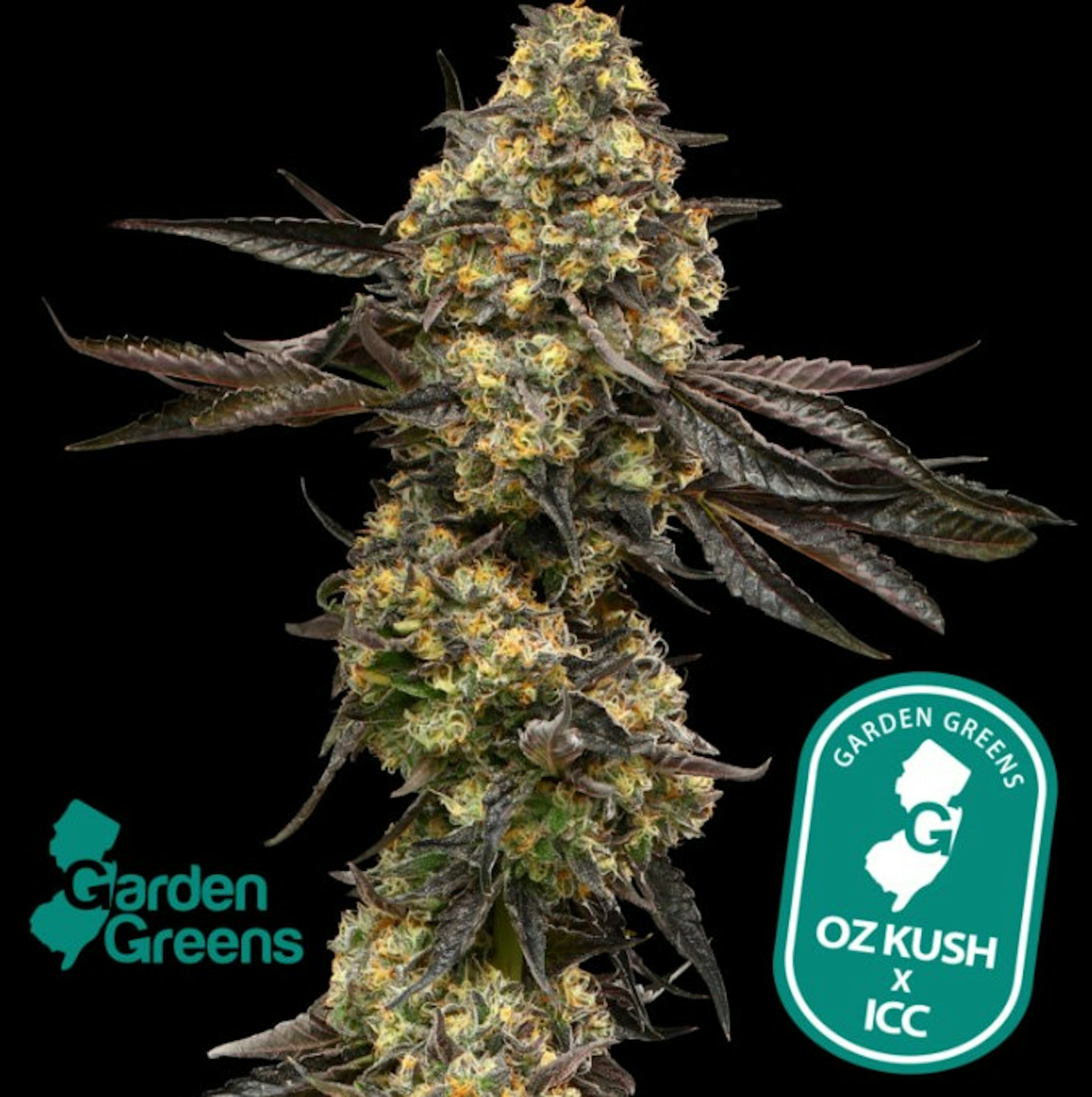 Image of ICC X OZ ( ICE CREAM CAKE X OZ KUSH) | 3.5G