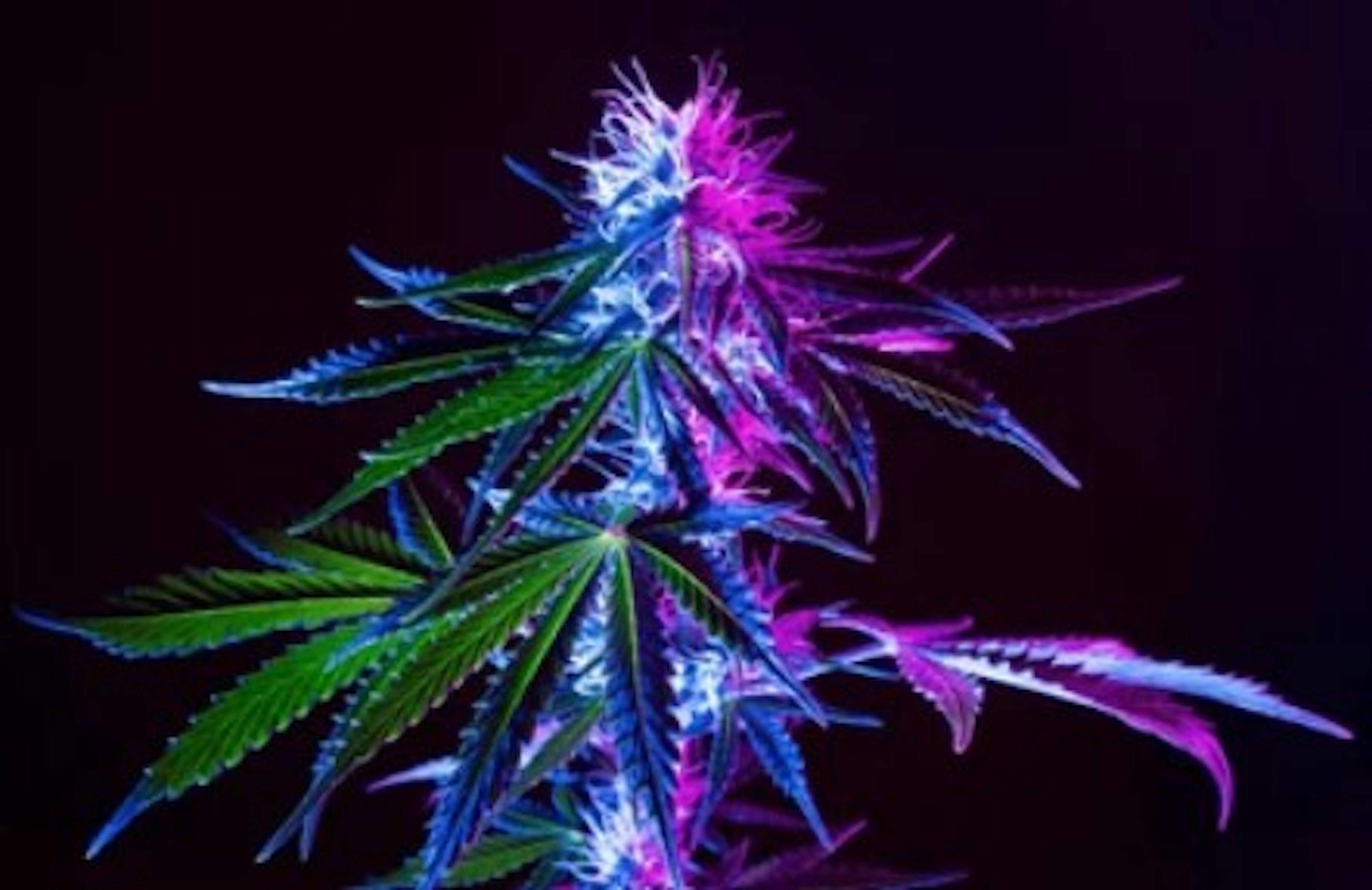 Image of DONUT TRIP | 7G | MIXED BUDS