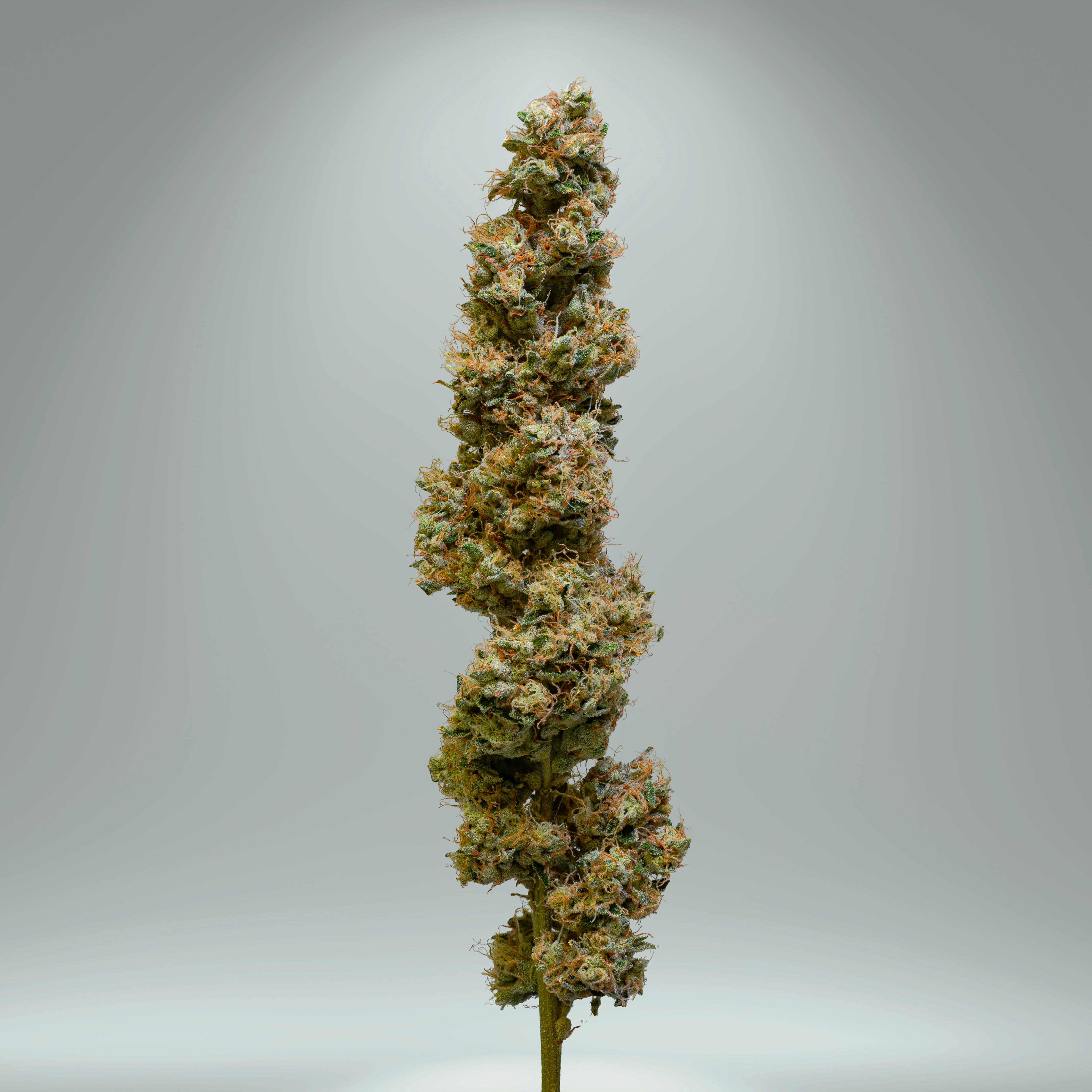 Image of FATSO | 3.5G