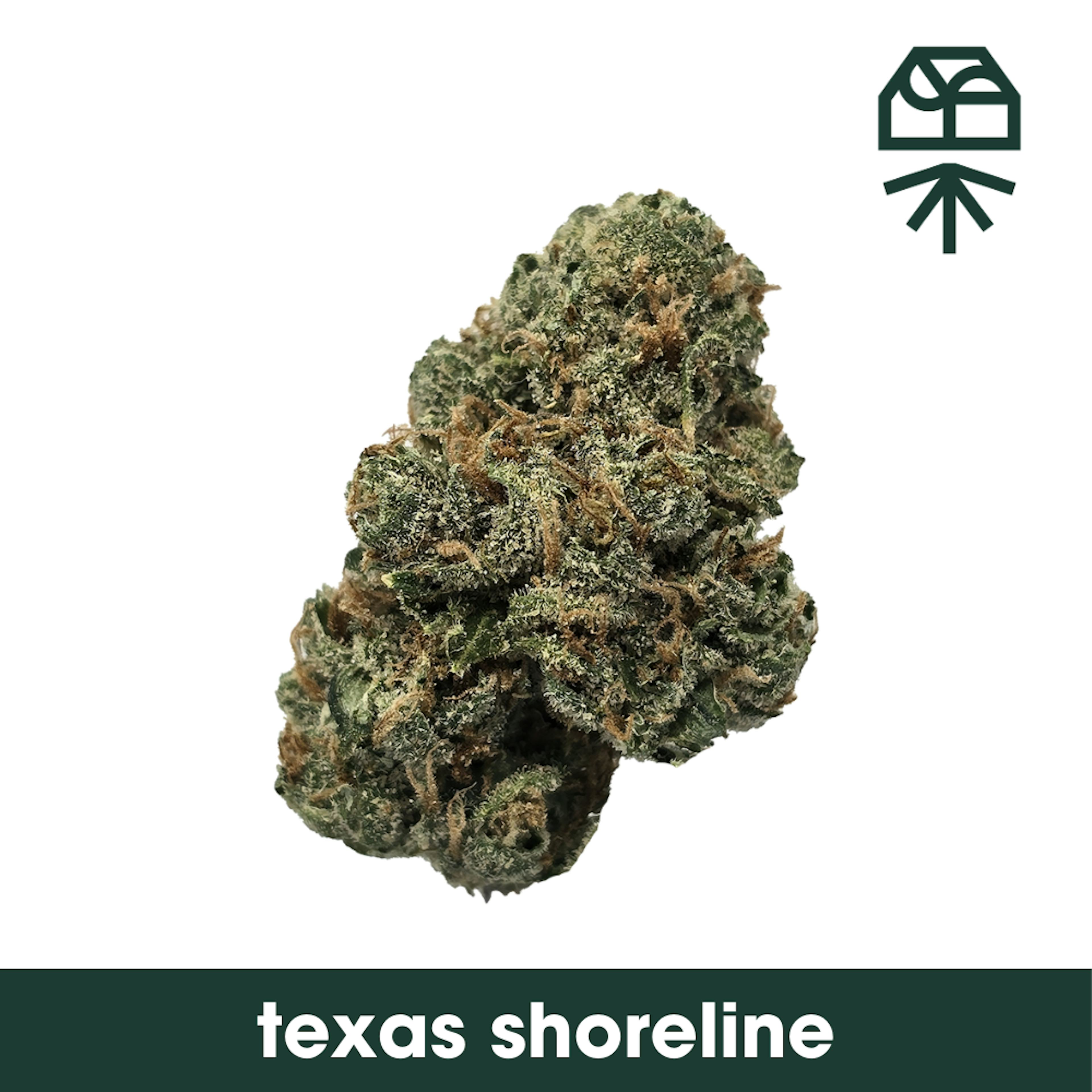 Image of TEXAS SHORELINE #1 | 7G | SMALLS