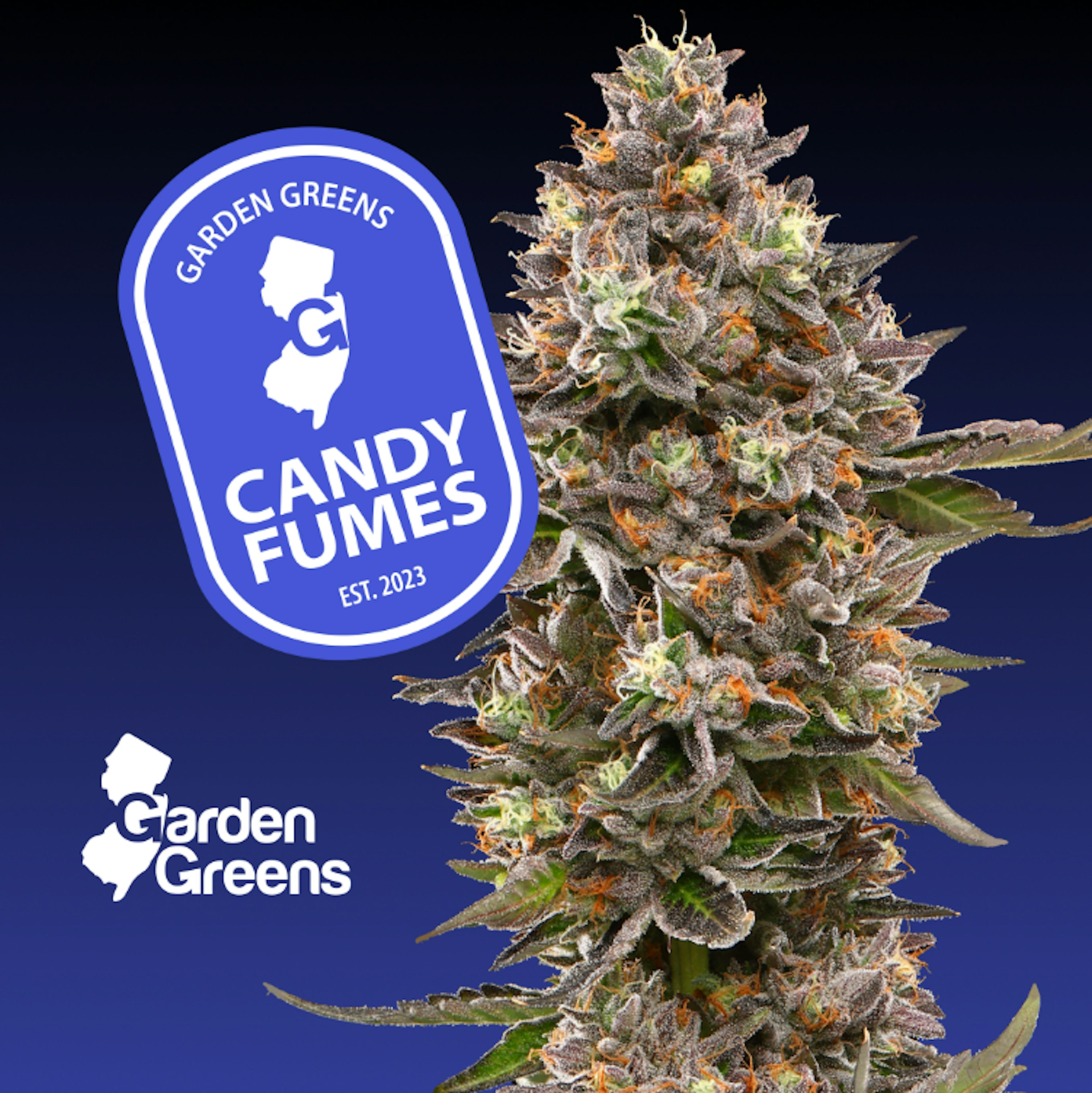 Image of CANDY FUMES | BIG BUDS |  7G