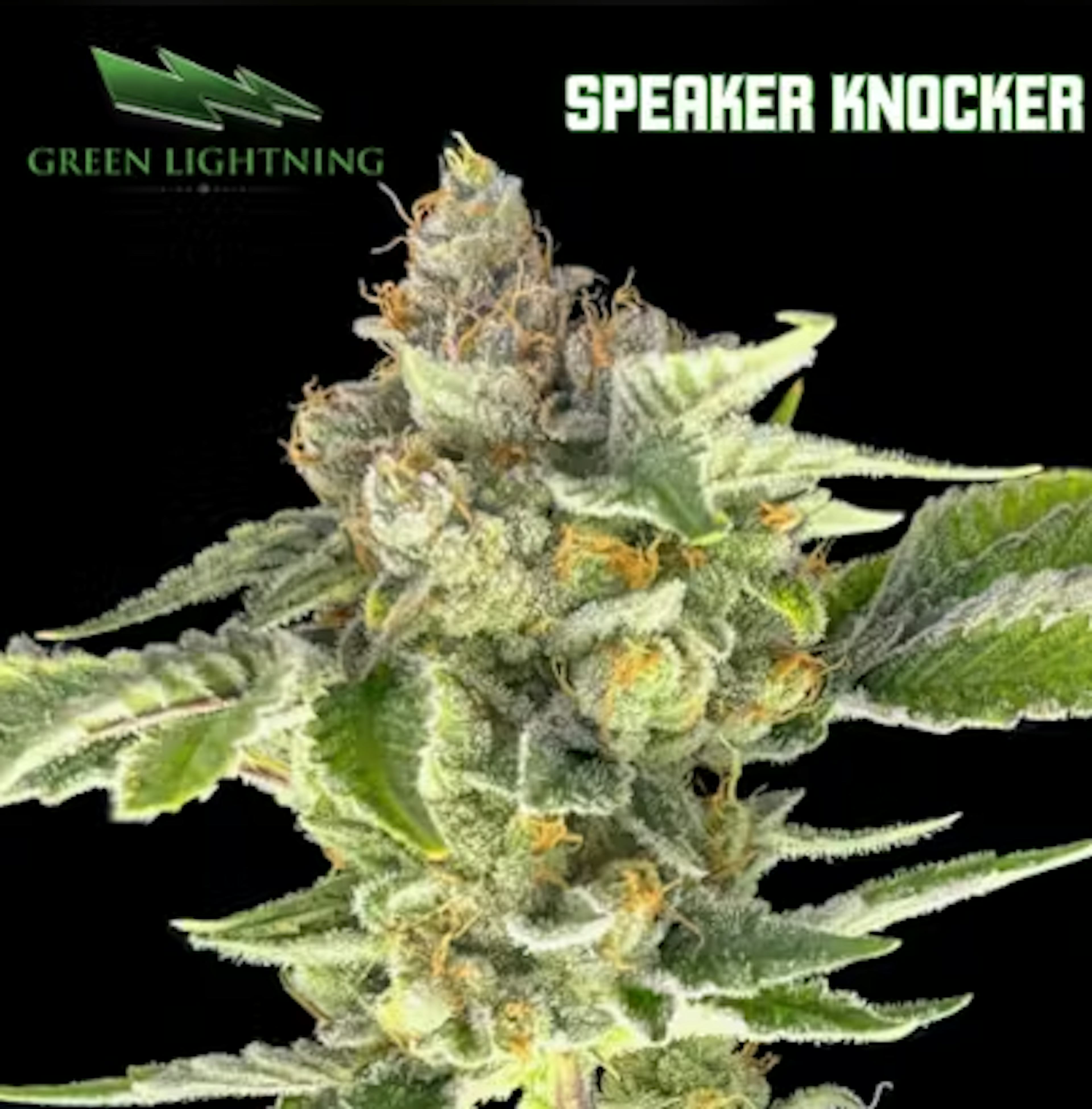 Image of SPEAKER KNOCKER | 28G | MIXED BUDS